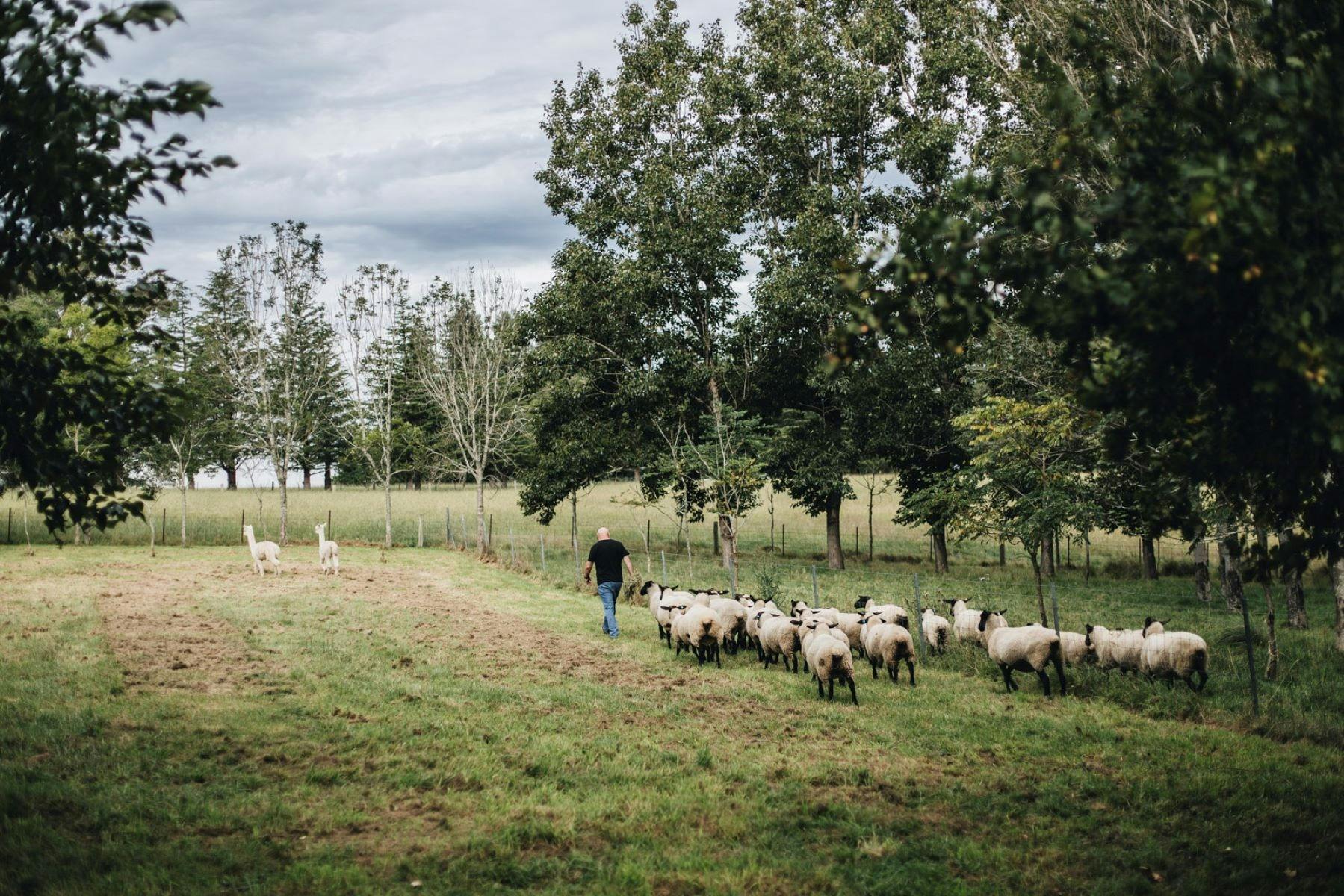 서퍽 양과 알파카의 작은 무리 Albert와 Archie