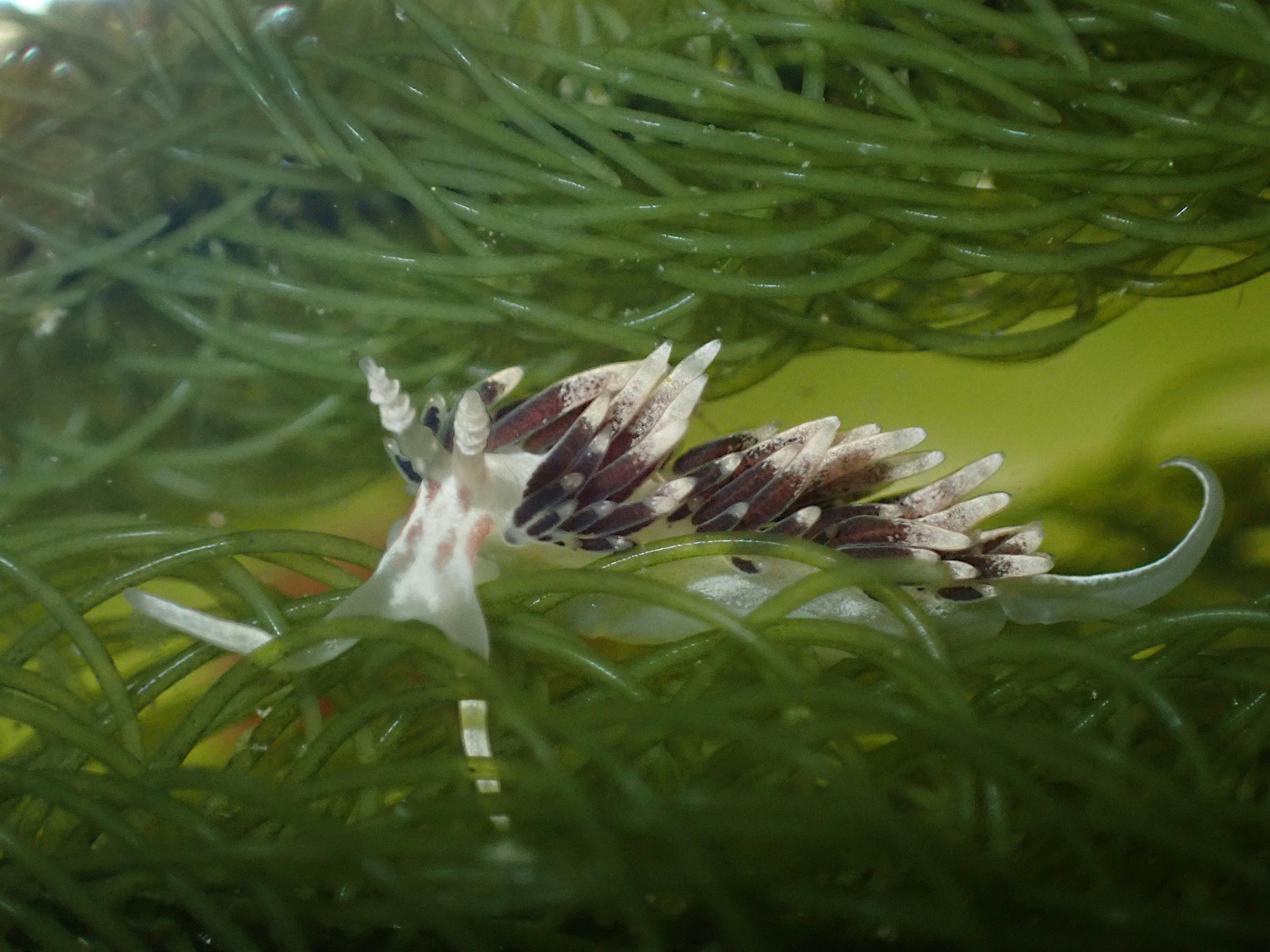Facelina newcombi
