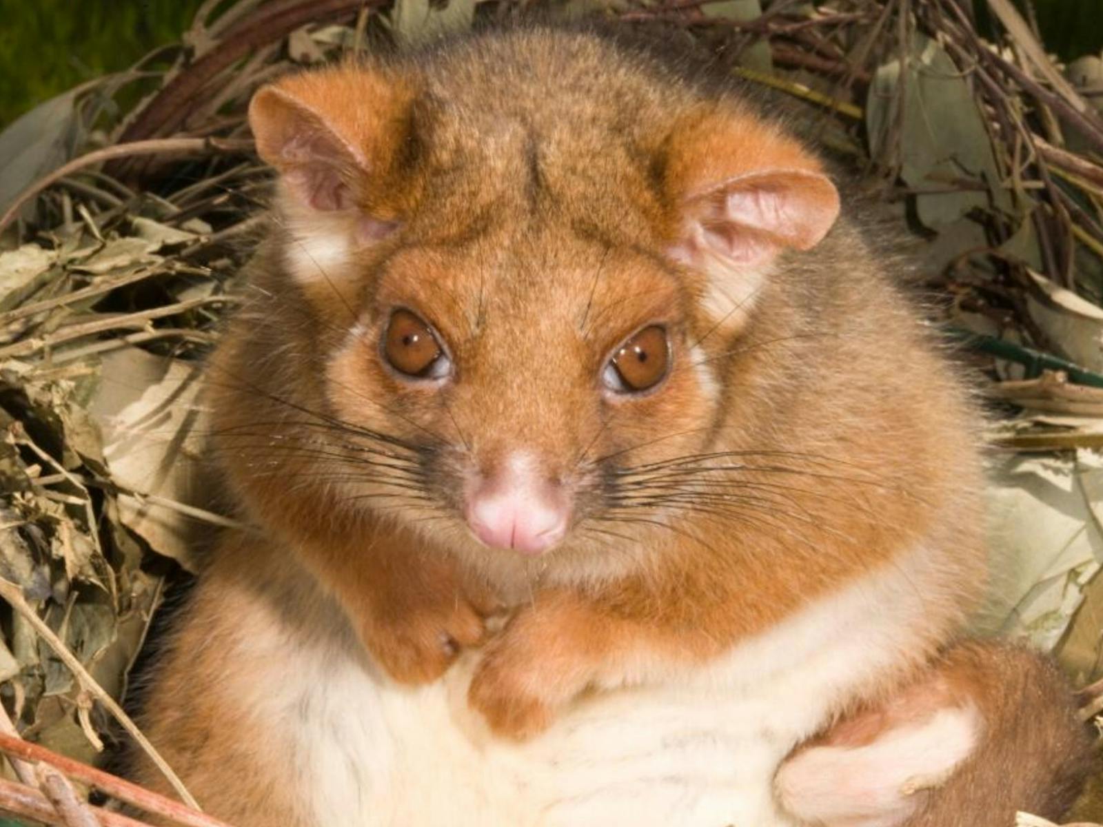 Image for The Australian Wildlife Show