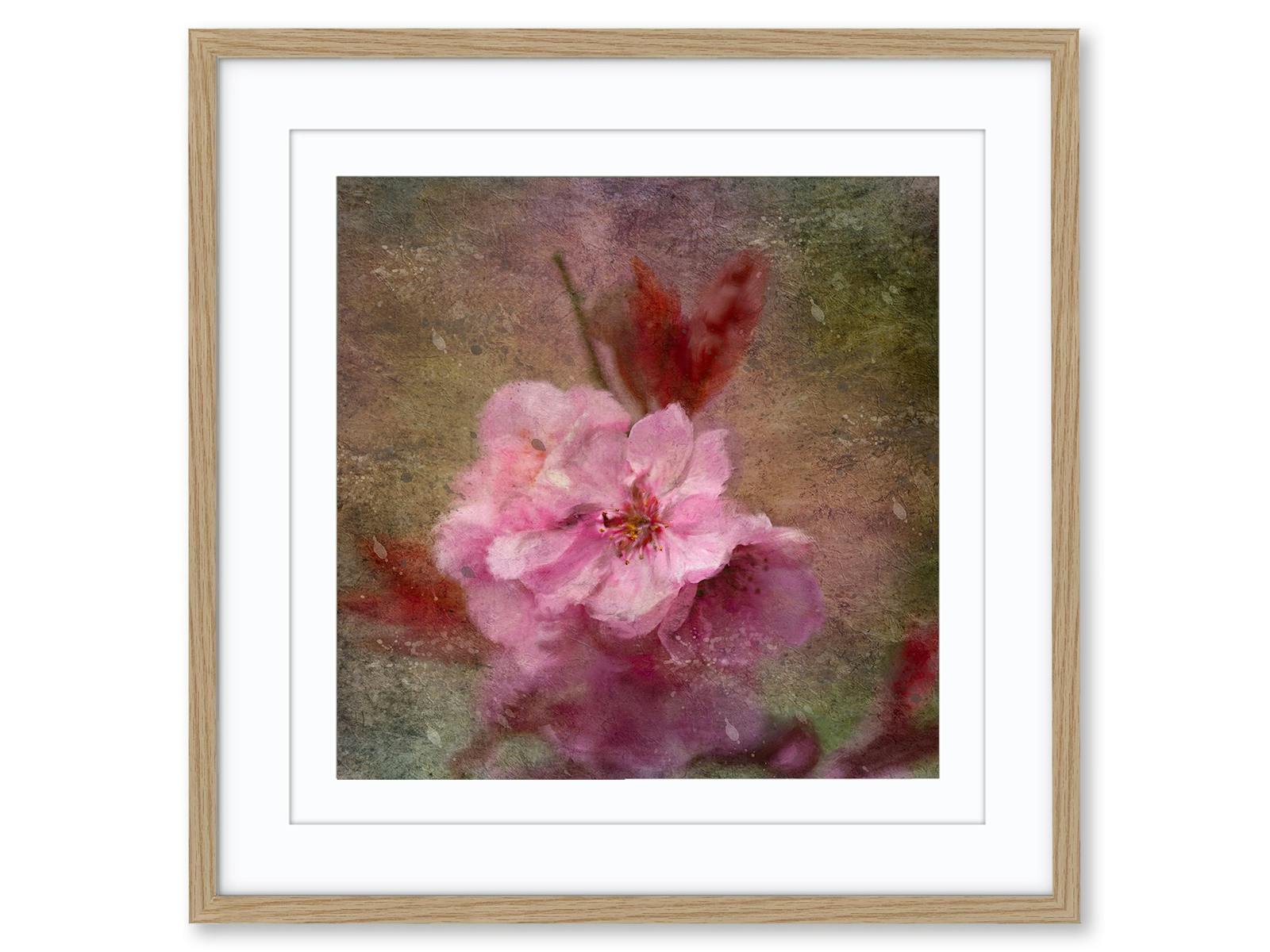 Photograph of cheery blossoms