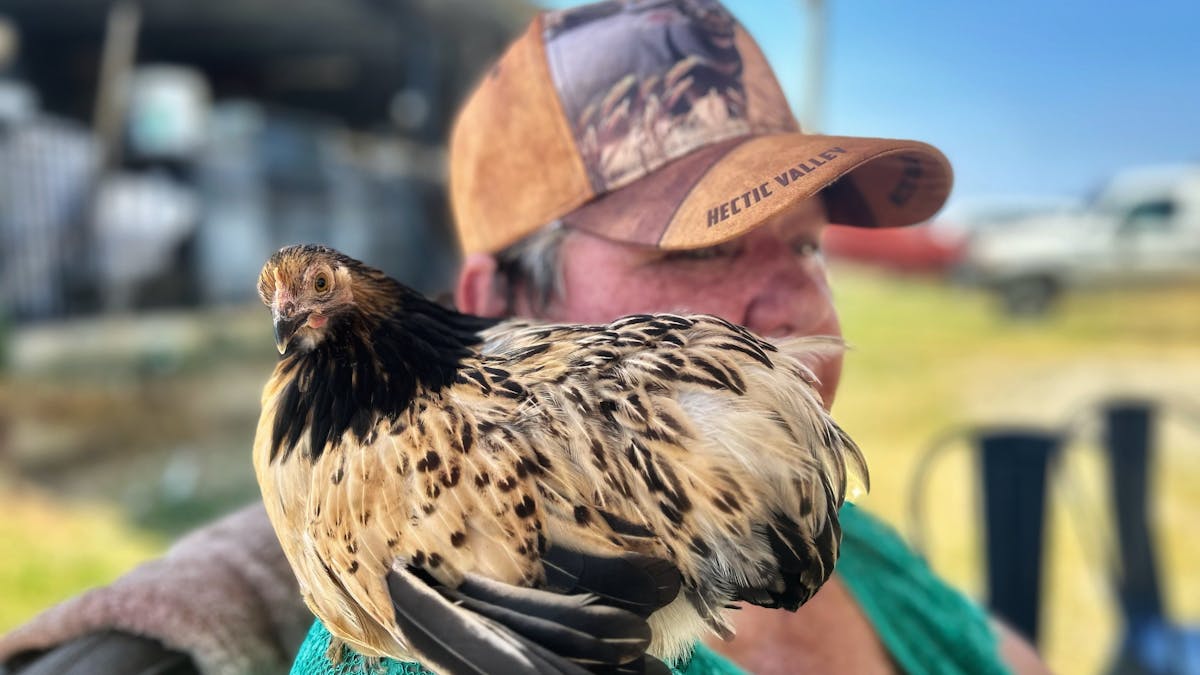 Chicken Holding
