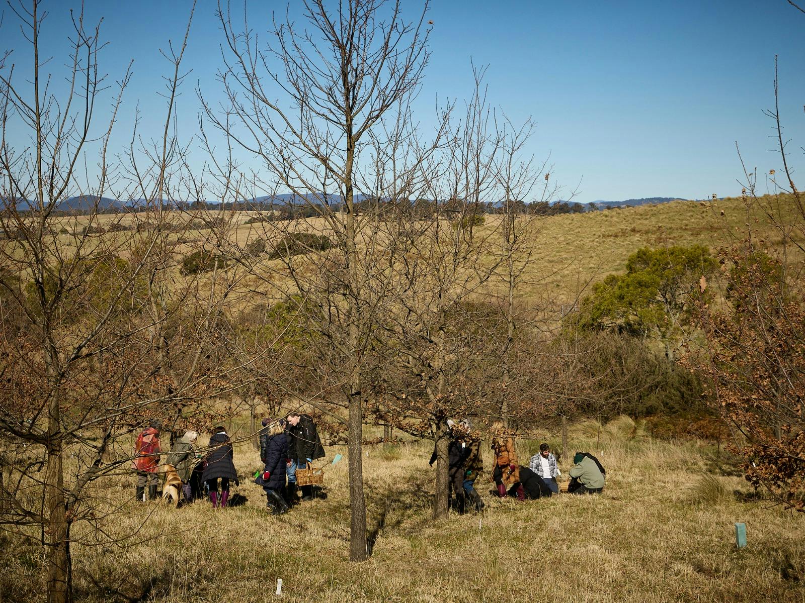 People hunting for truffle