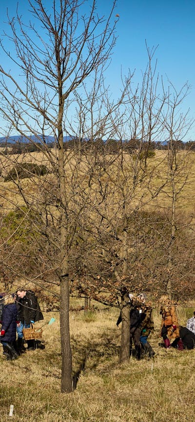 People hunting for truffle