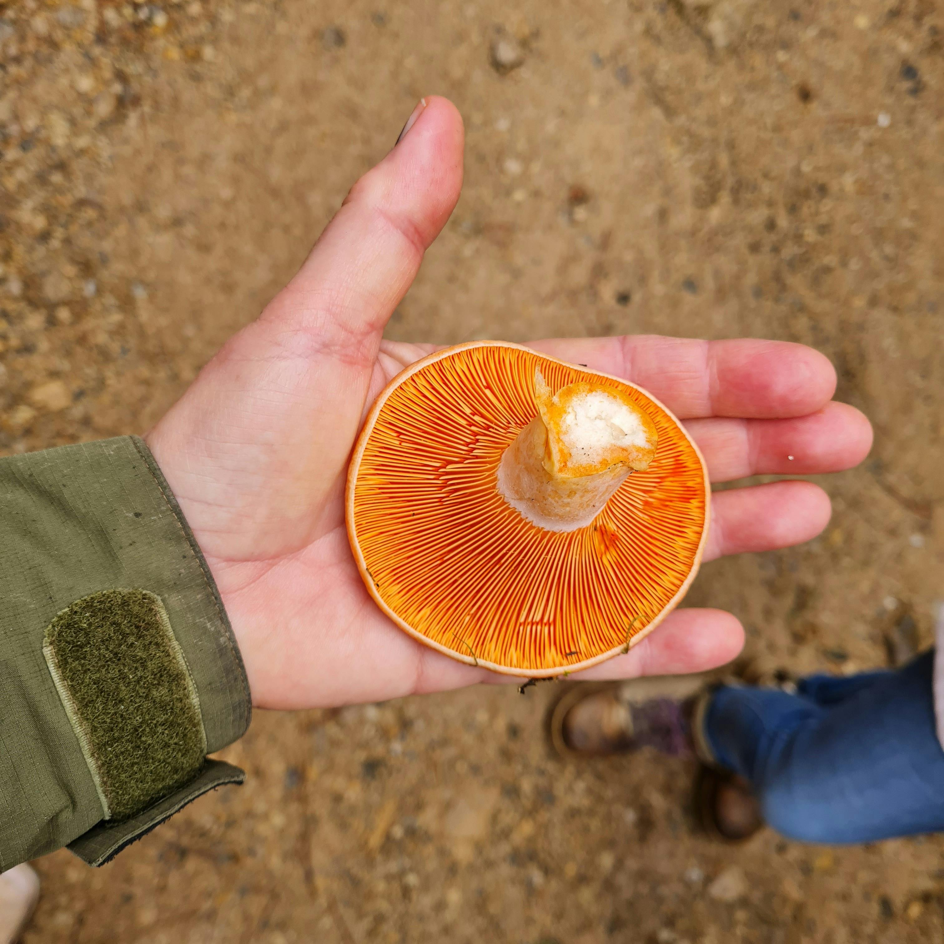 ANZAC Weekend Wild Mushroom Hunt