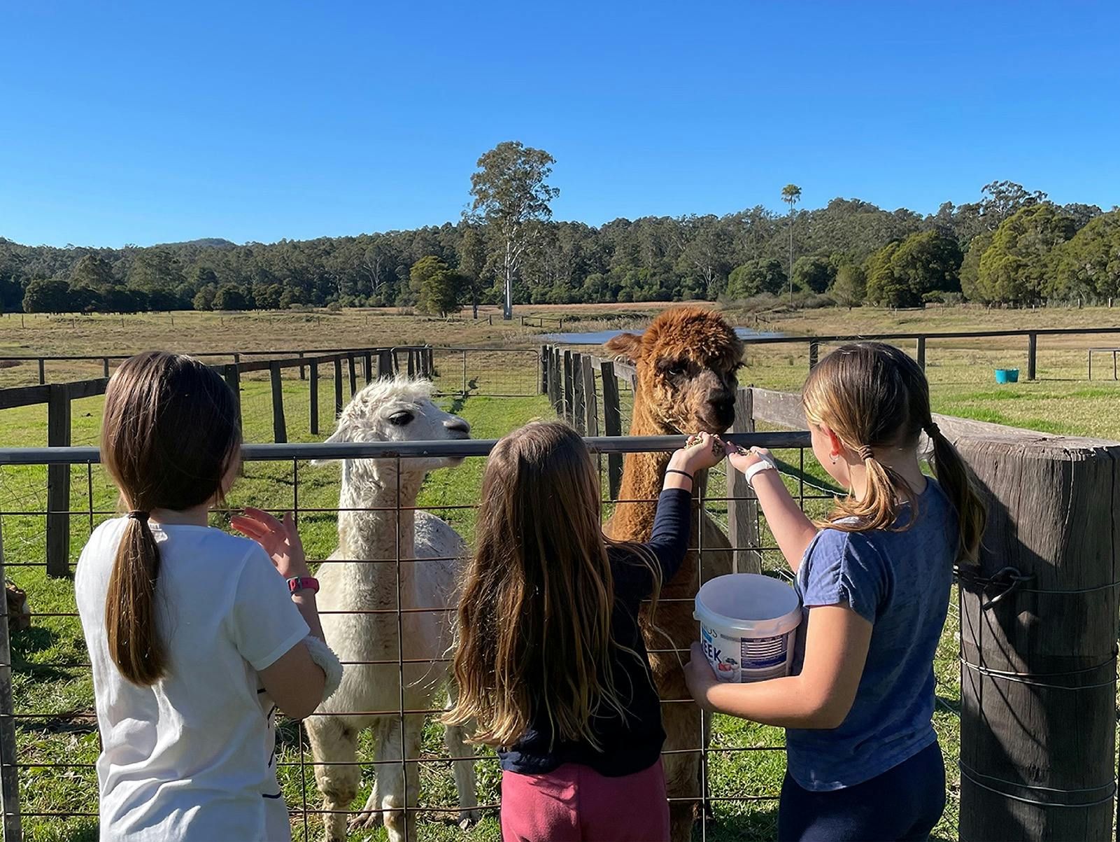Guests feeding Alpaca’s