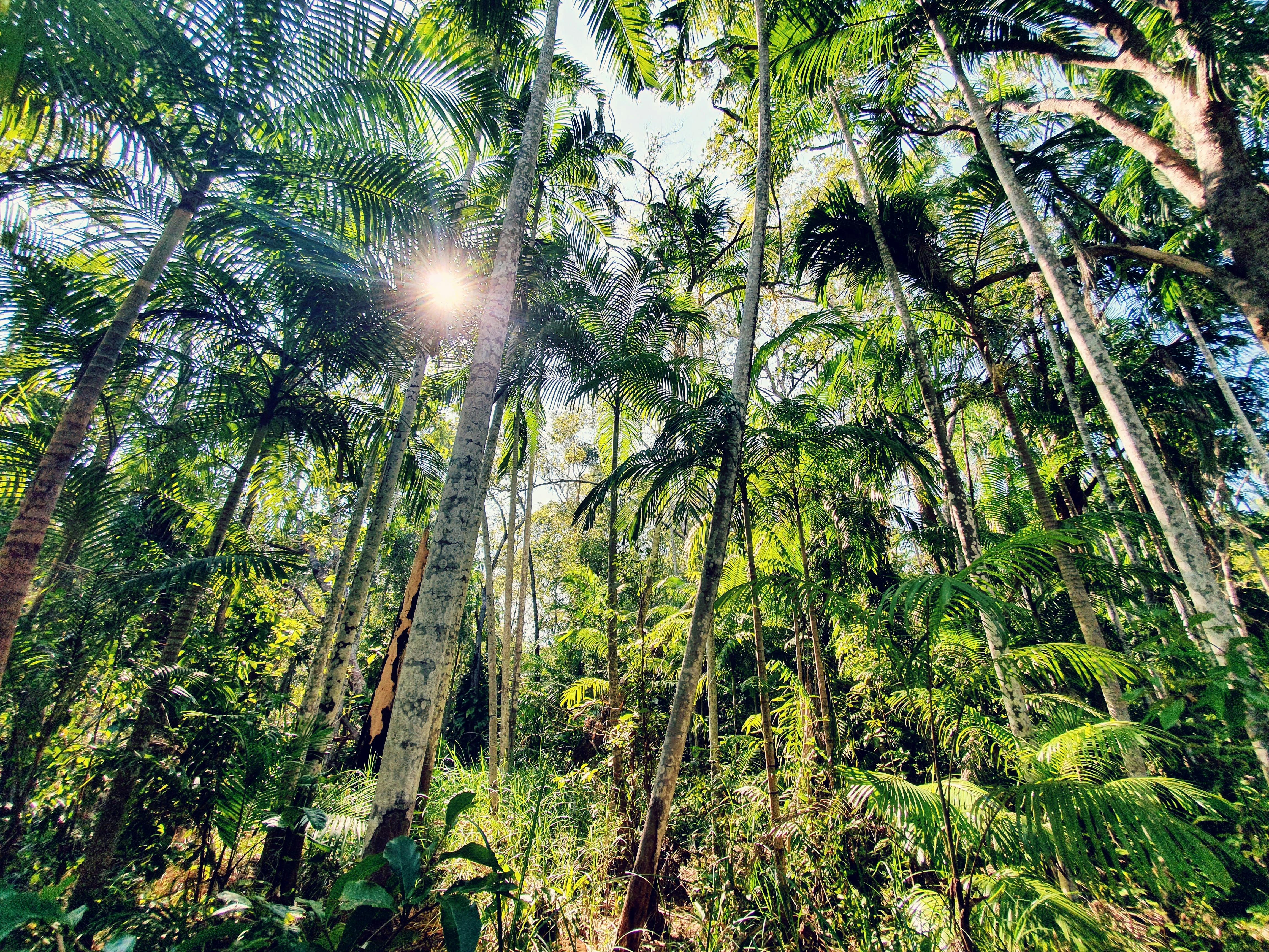 Tree Canopy in Litchfield National Park