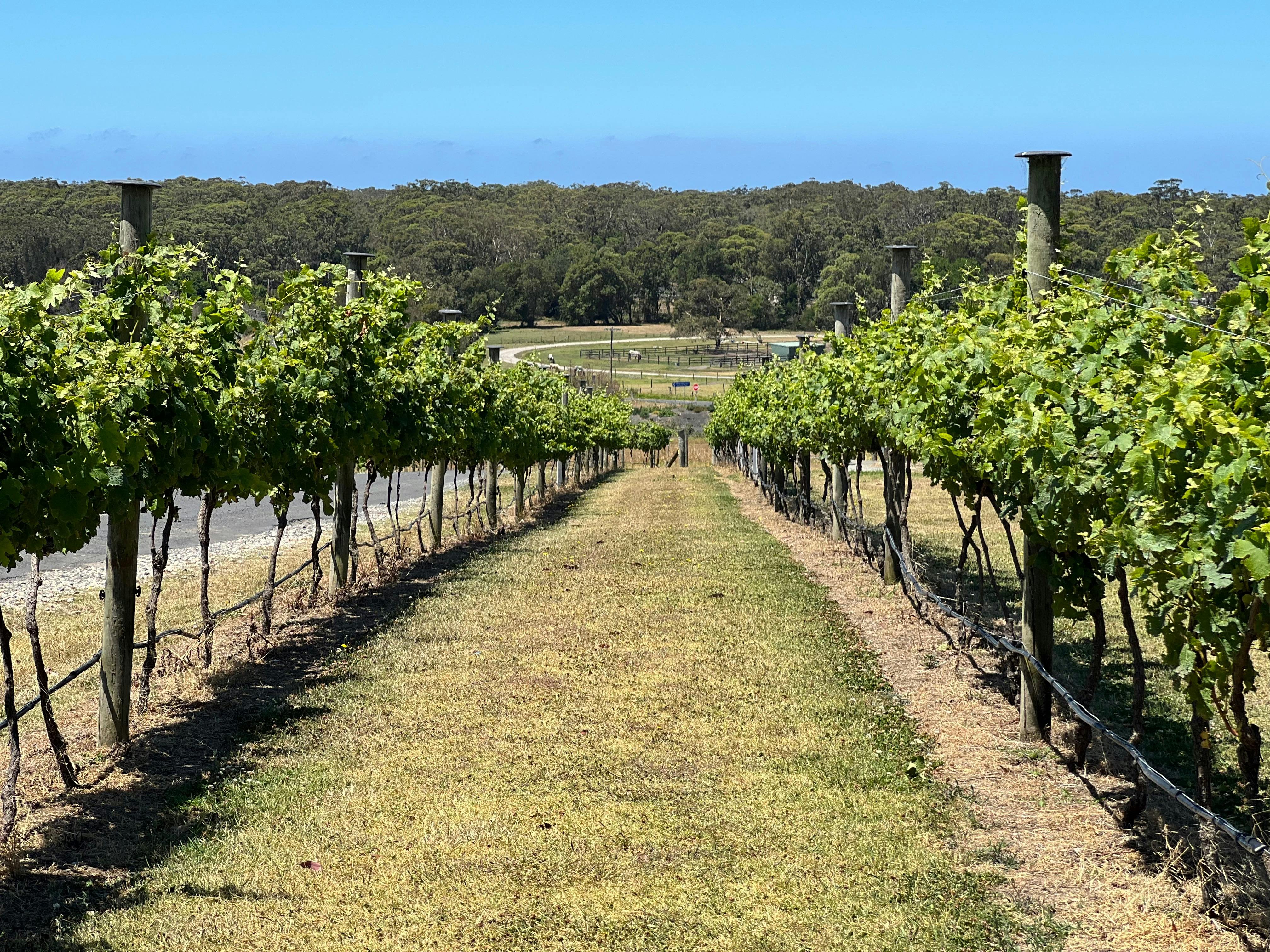 Berry tours with Shiraz Tours