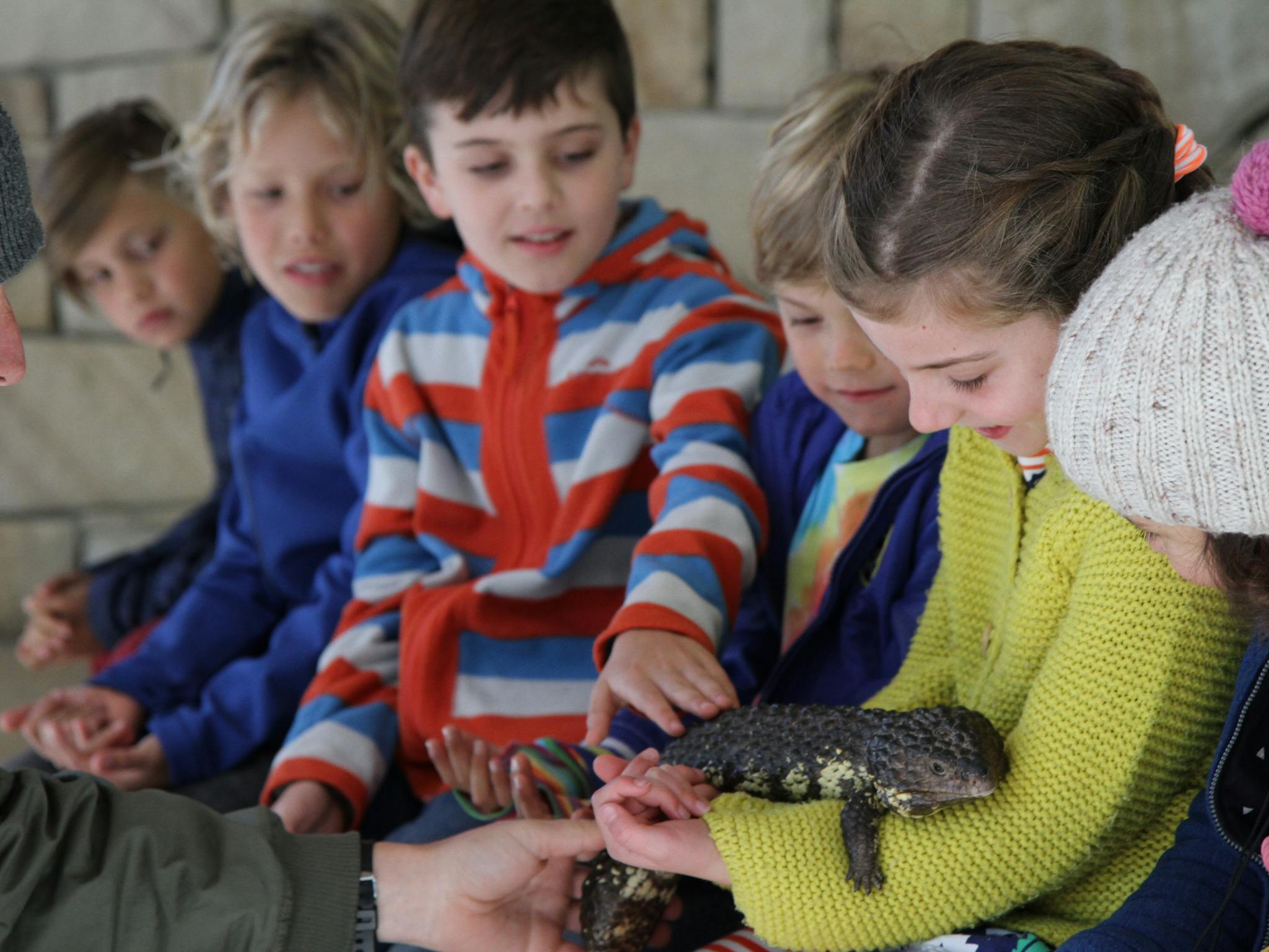 Wildlife Arena - Reptile show