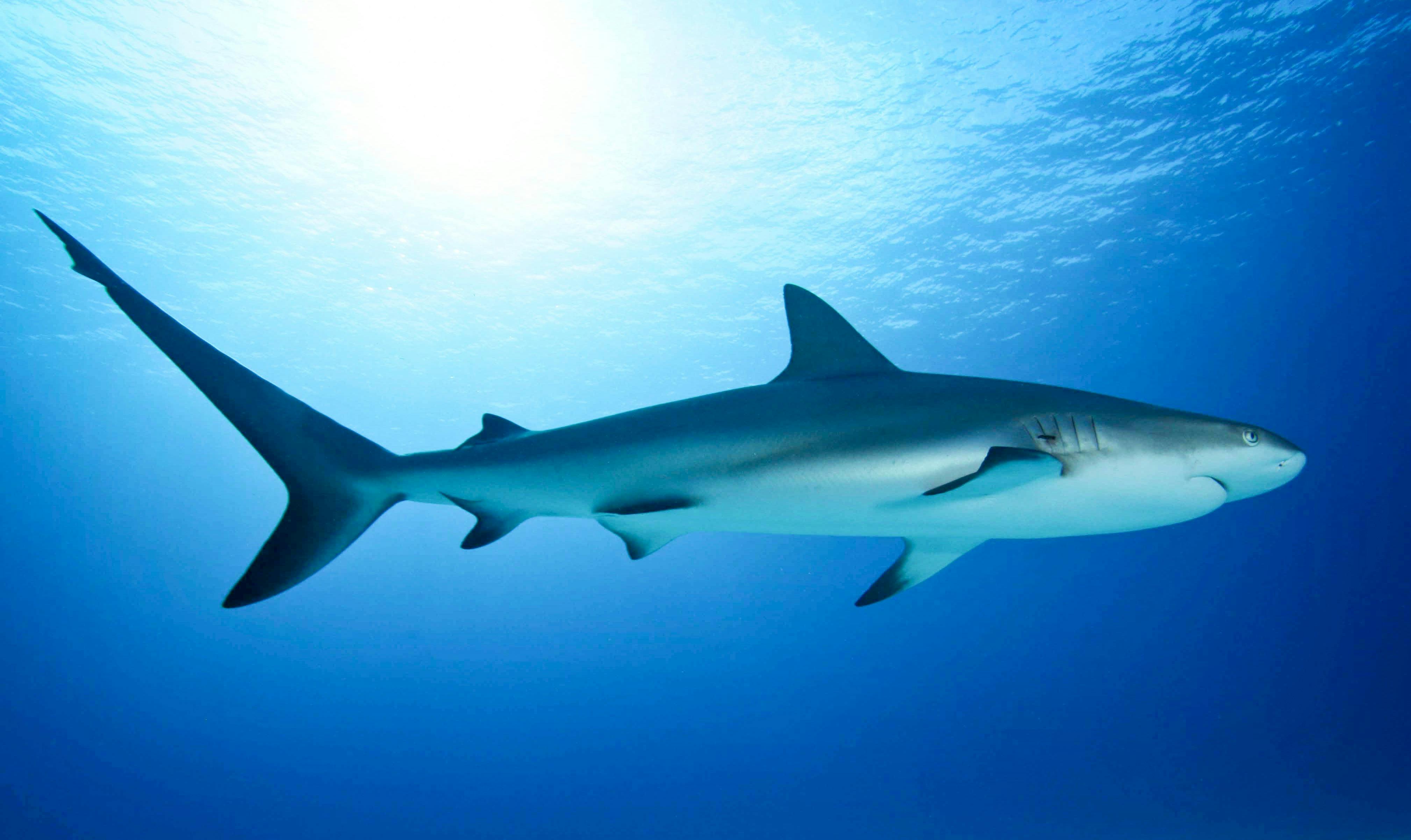 Some of the best Outer Reef dive and snorkel locations