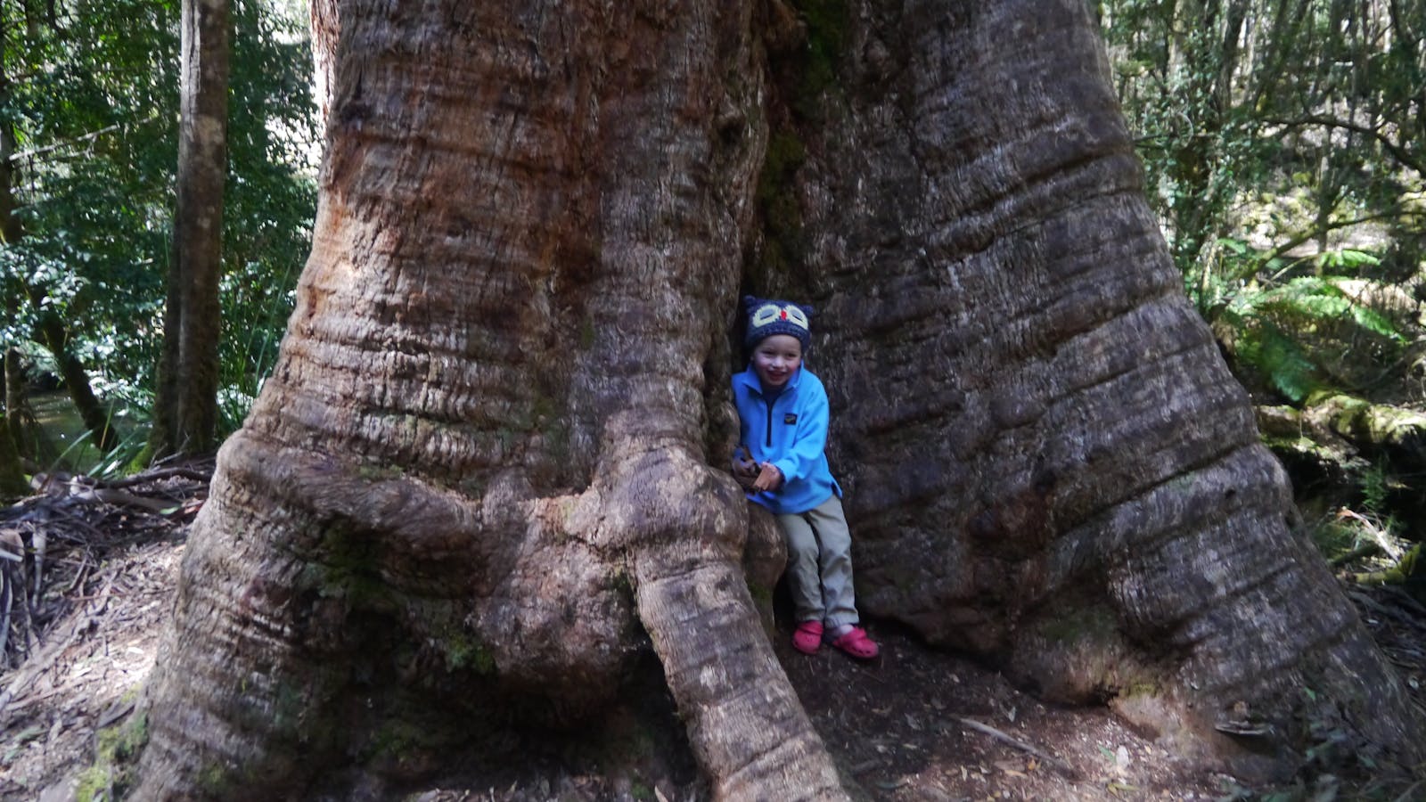A small boy smiles broadly while hugging a giant tree