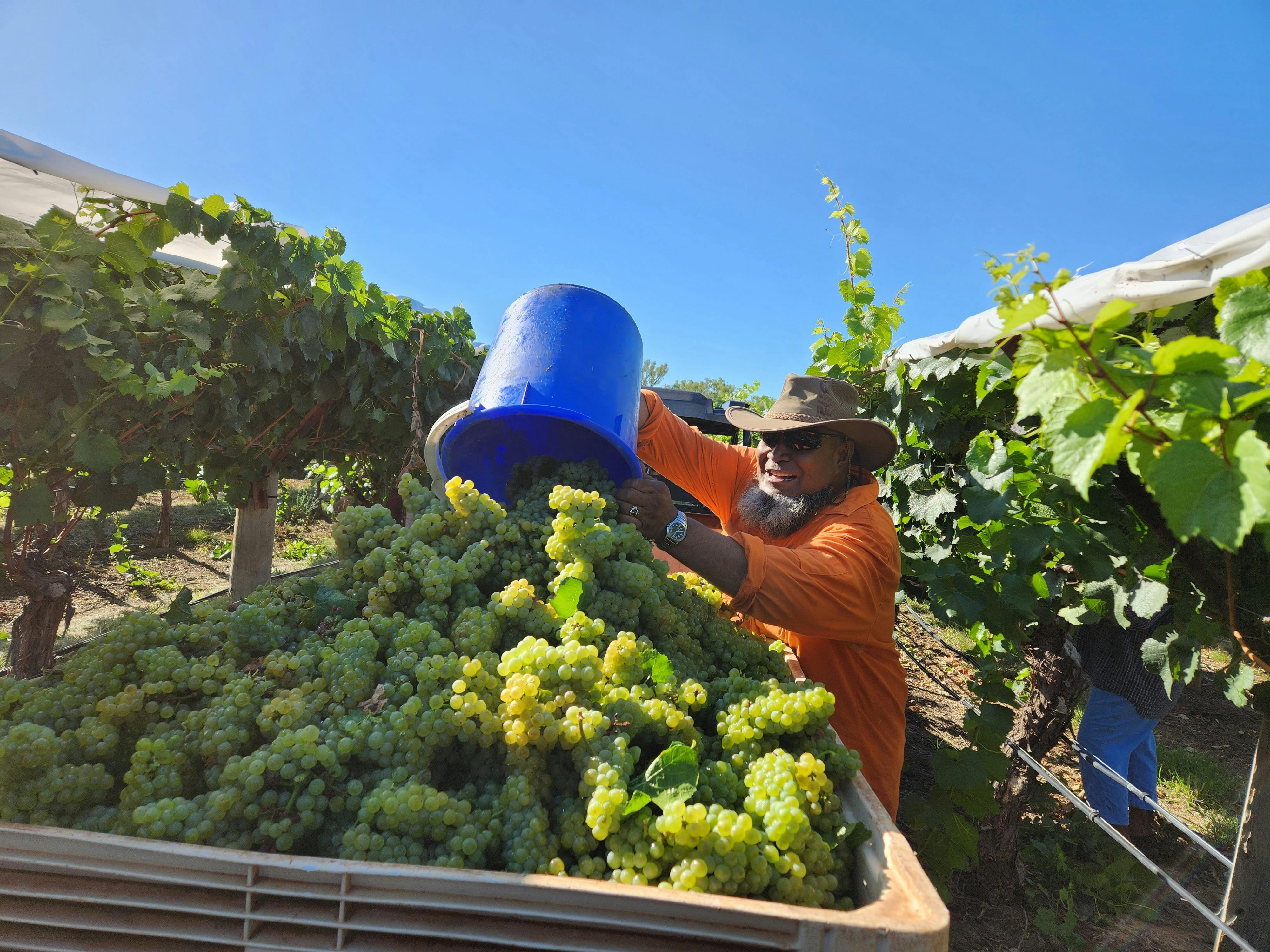 Wine grape picking