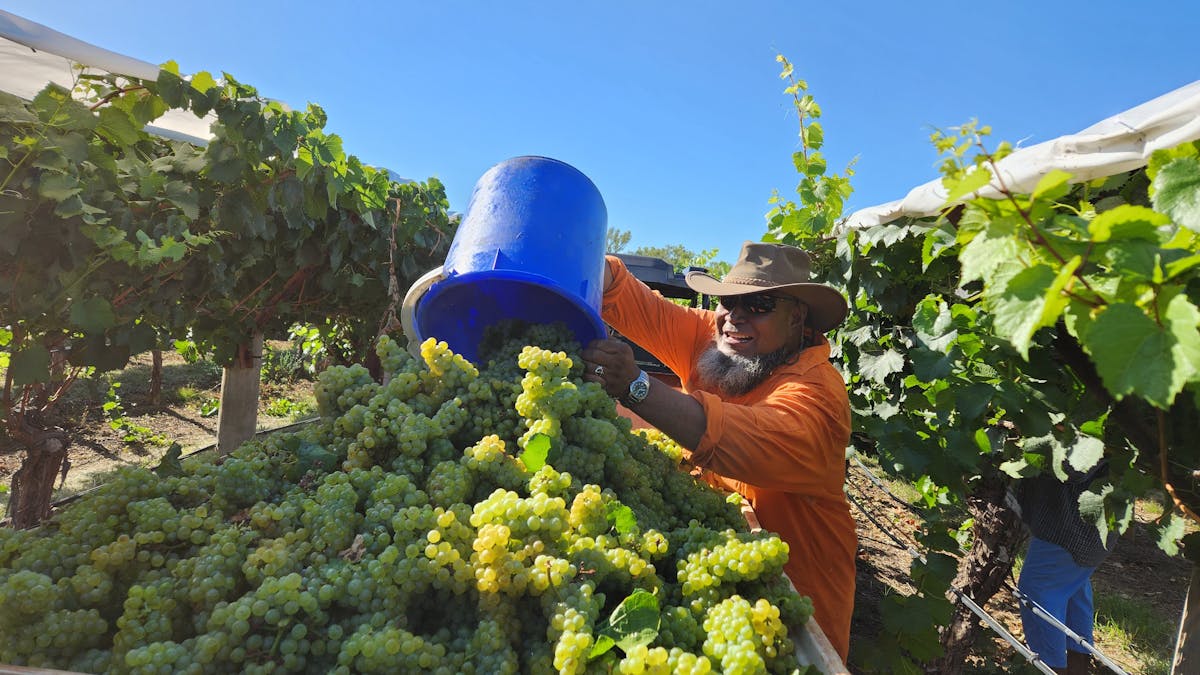 Wine grape picking
