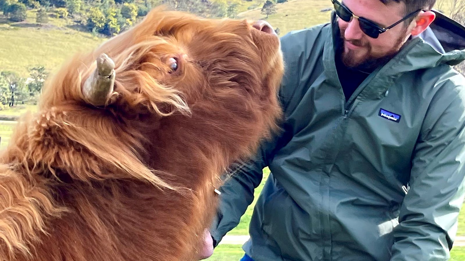 Rose loves being brushed