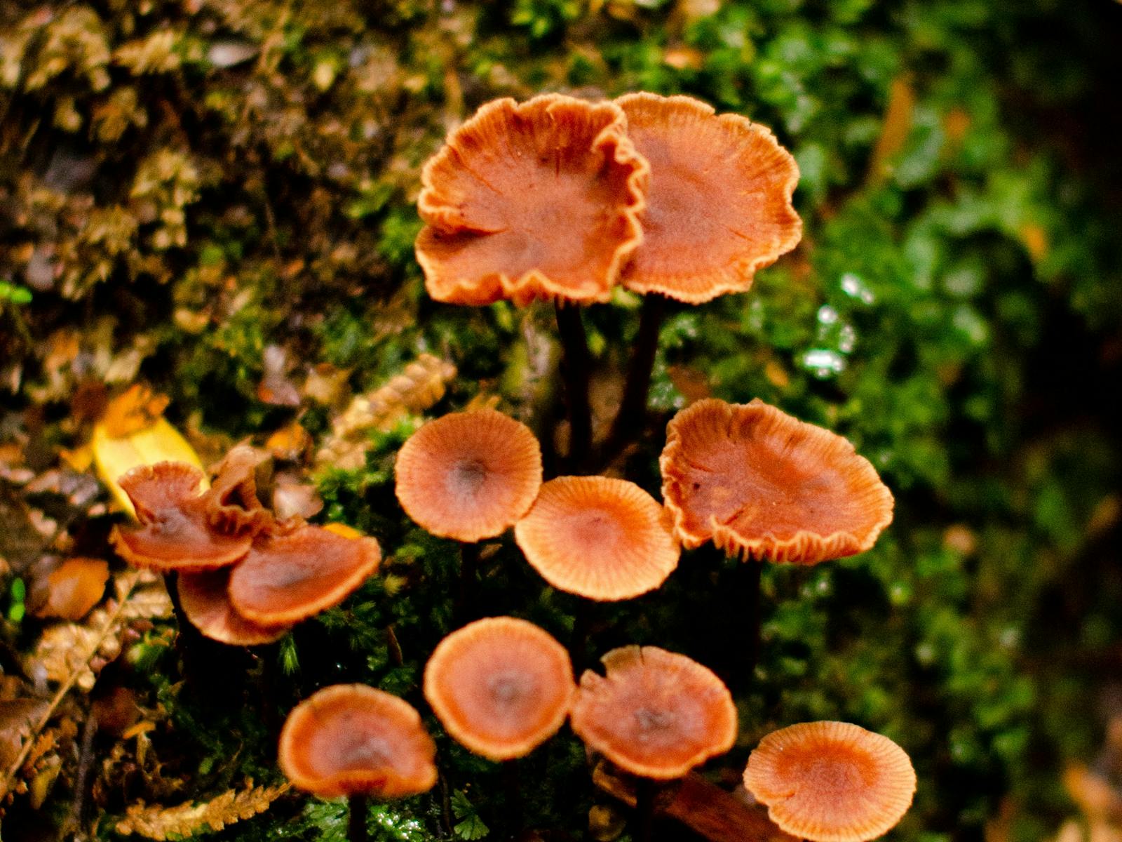 Cluster of orange ruffle-edged fungus at base of tree