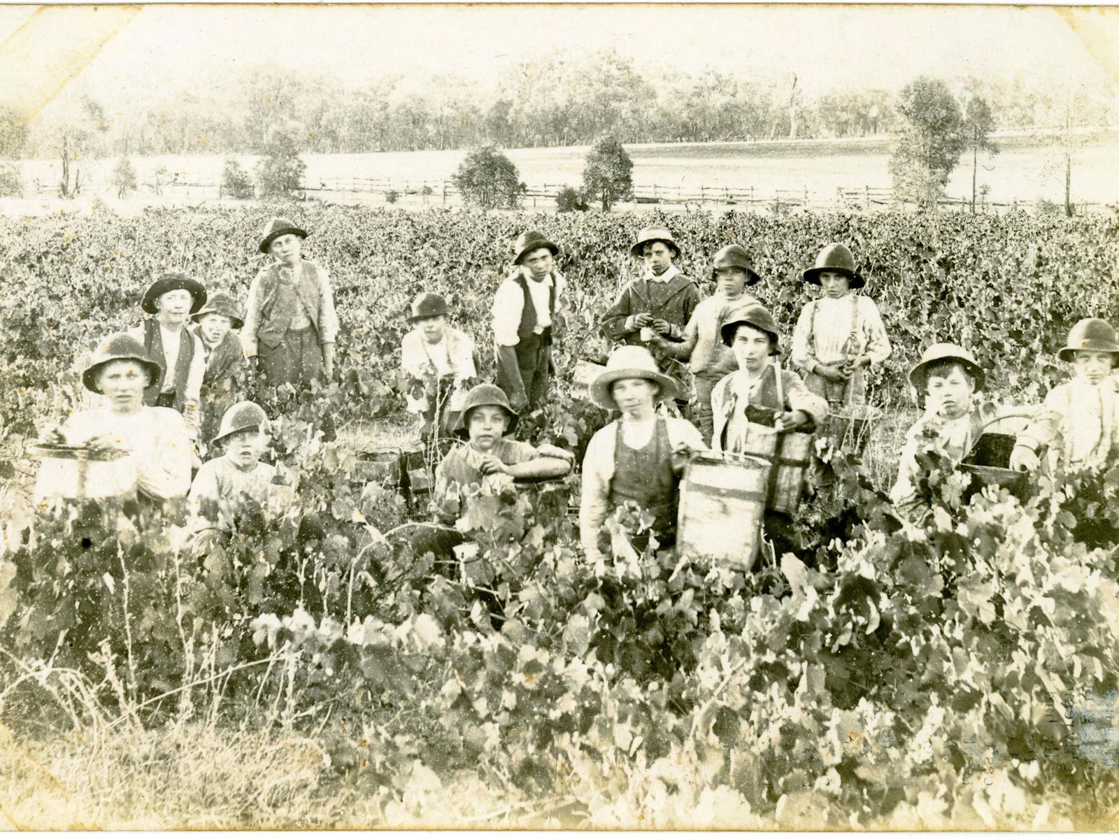 Image for Cheers: The hidden history of Albury's vineyards