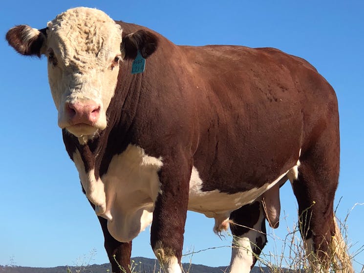 Hereford Bull