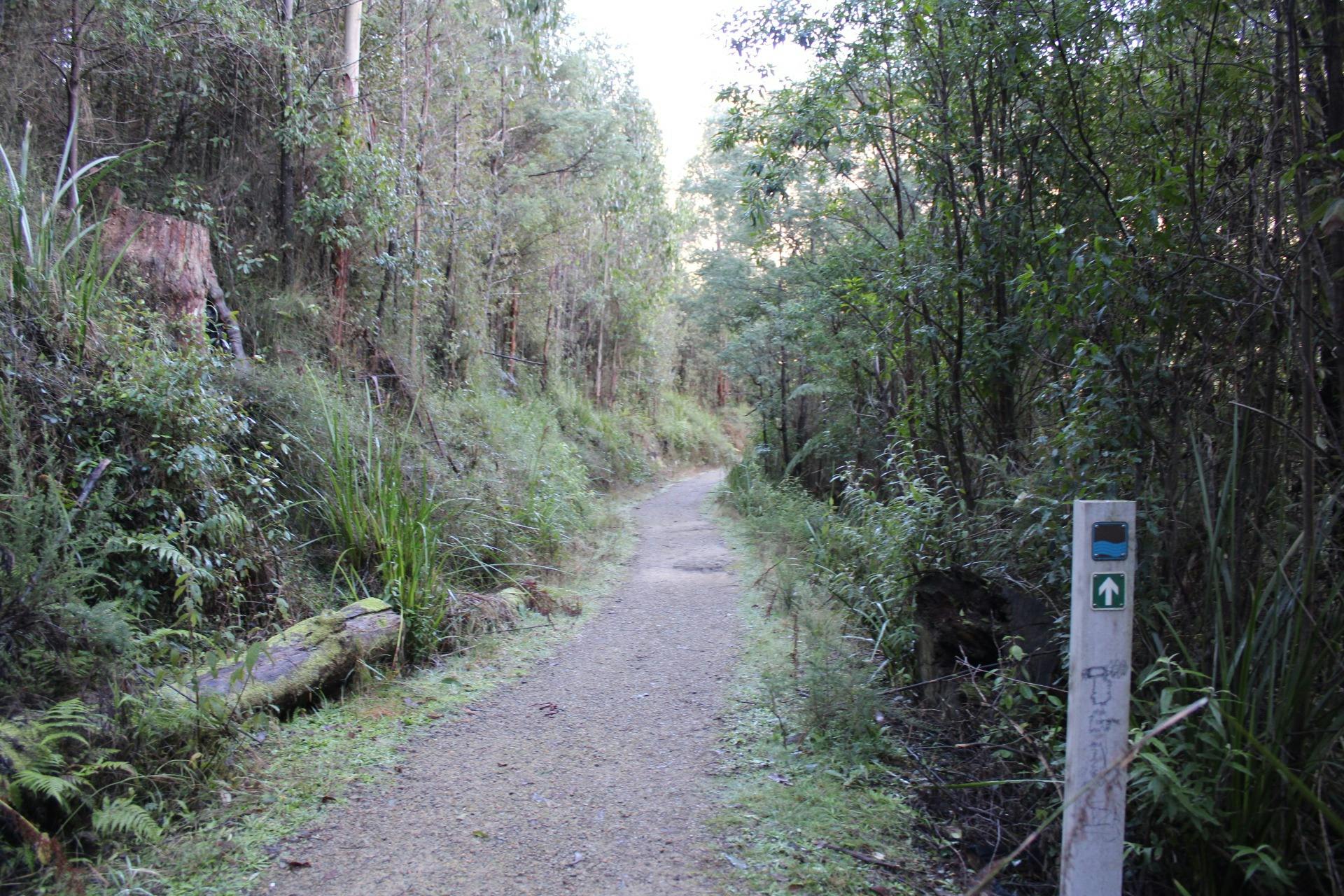 Tree Fern Gully Trail