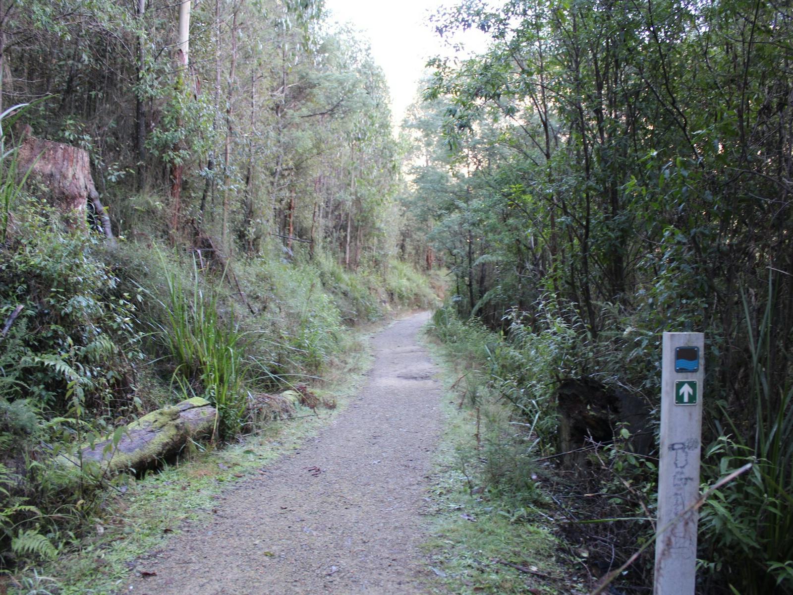 Tree Fern Gully Trail