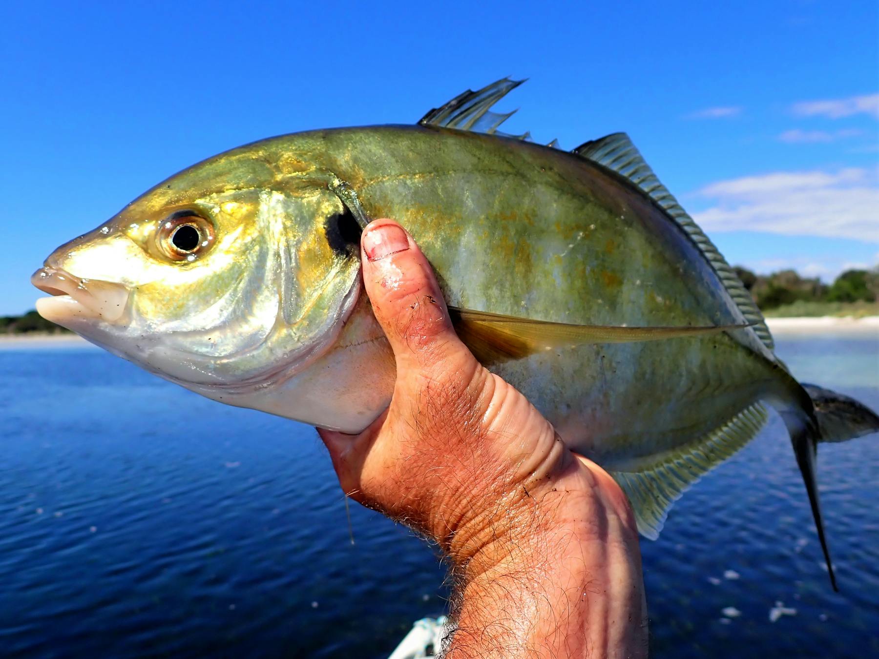 North East Tassie Kayak fishing