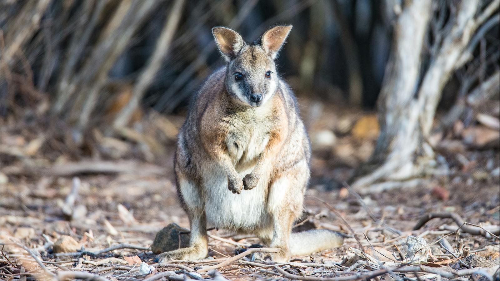 Tammar Wallaby