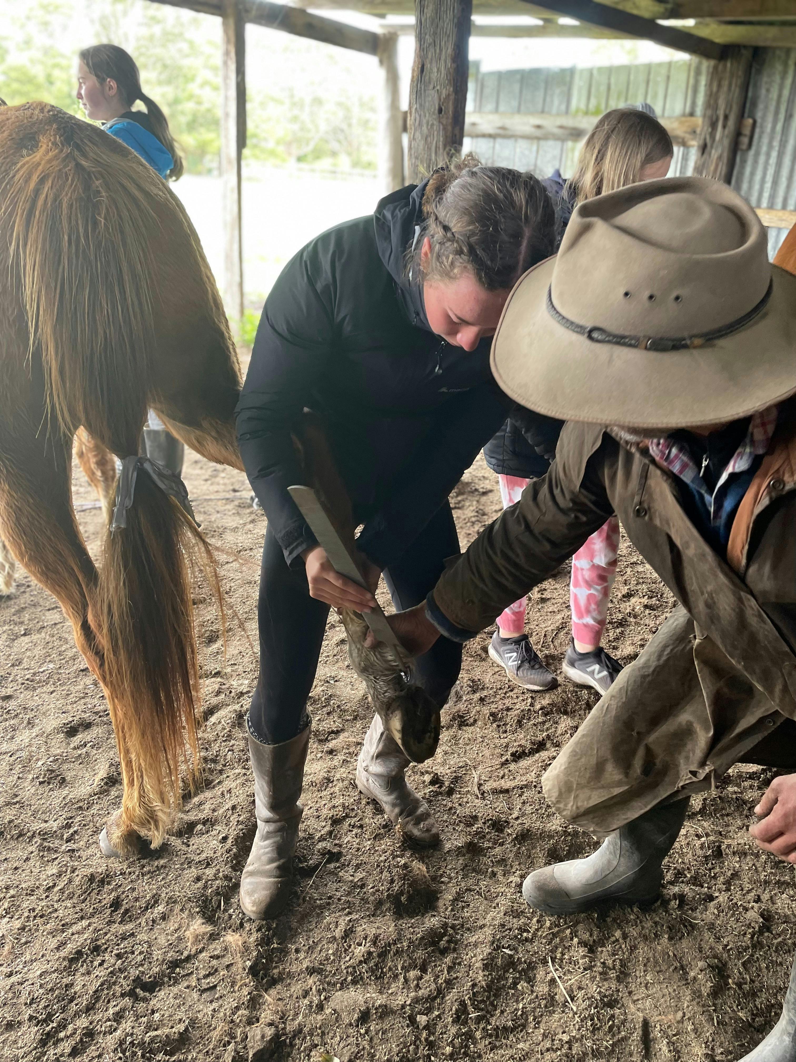 Learning how to take care of your horse