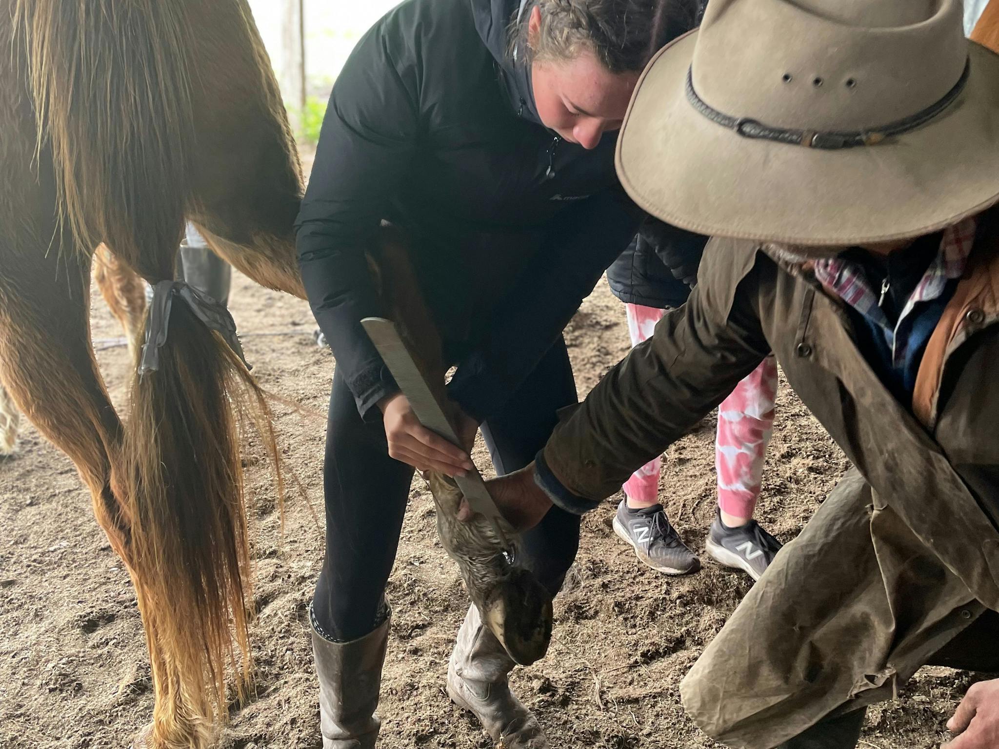 Learning how to take care of your horse