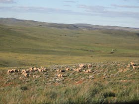 Sheep at Coonatto Station