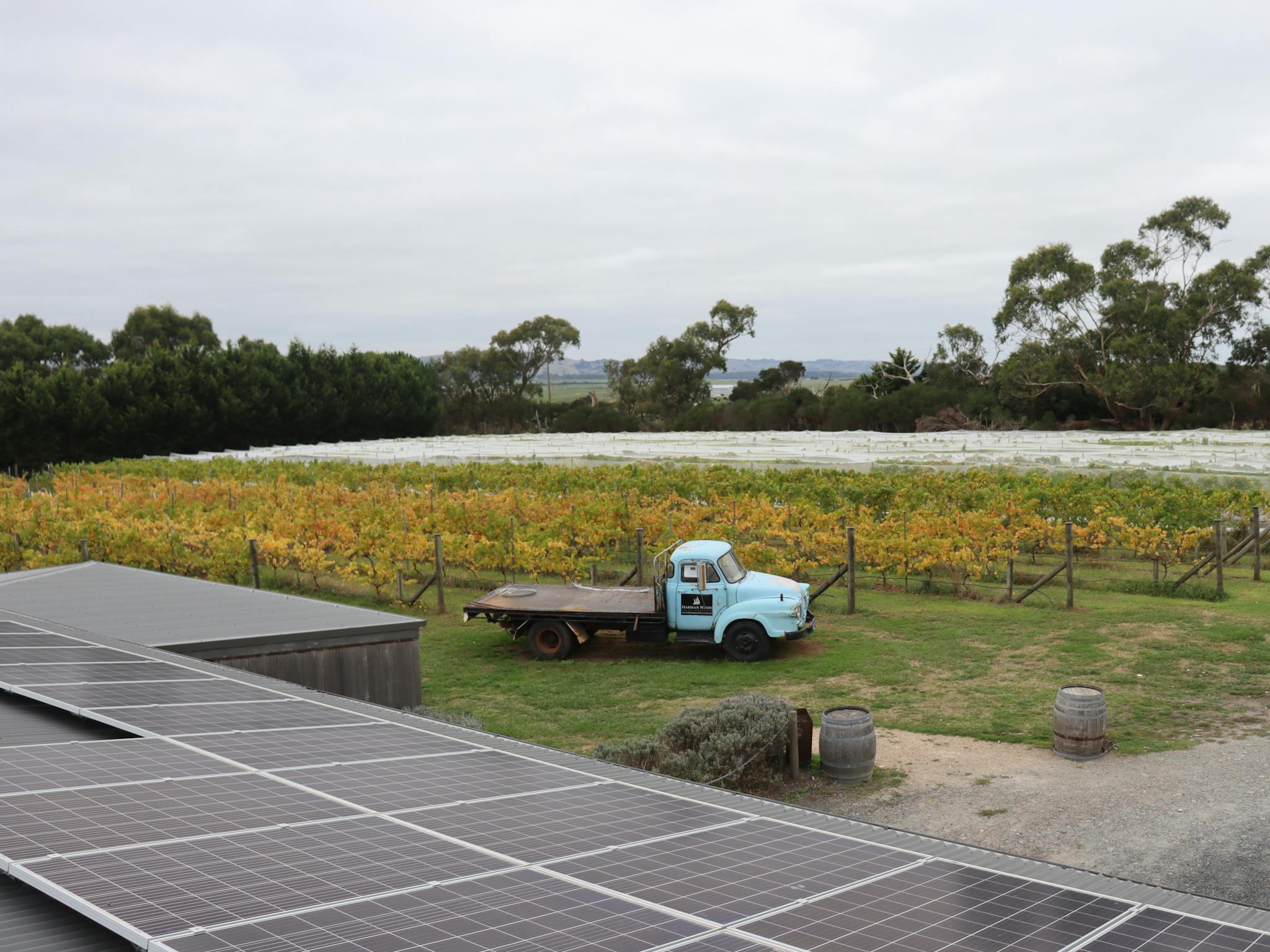 The Vineyard
