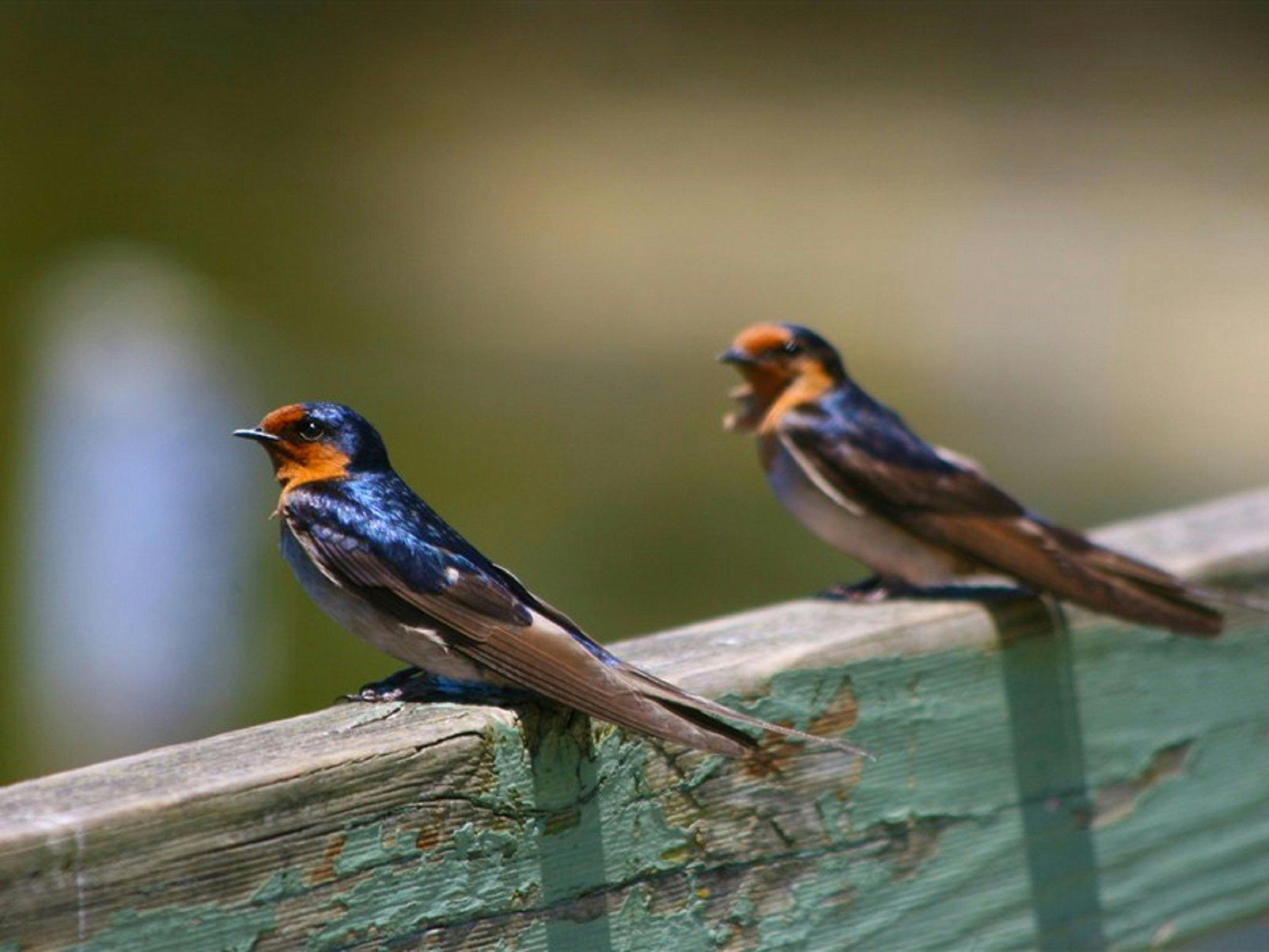Hunter Wetlands Centre