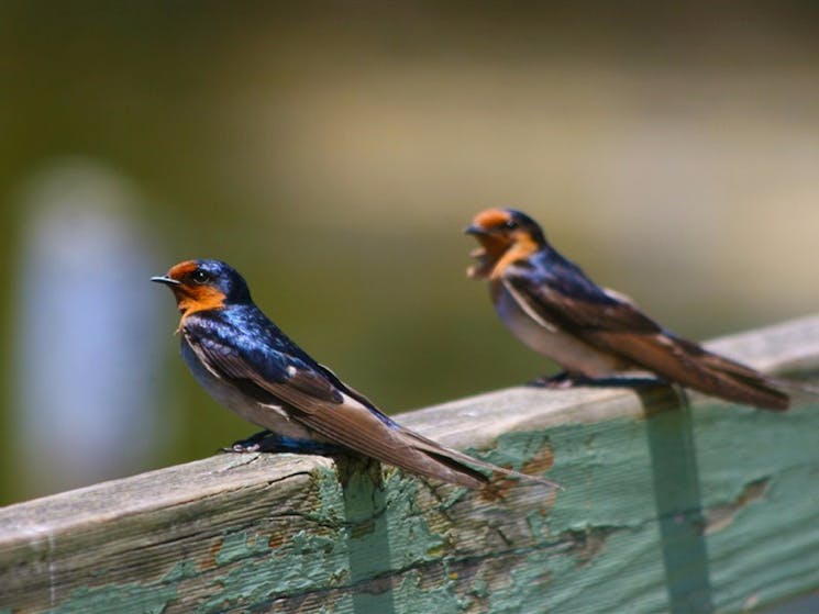 Hunter Wetlands Centre