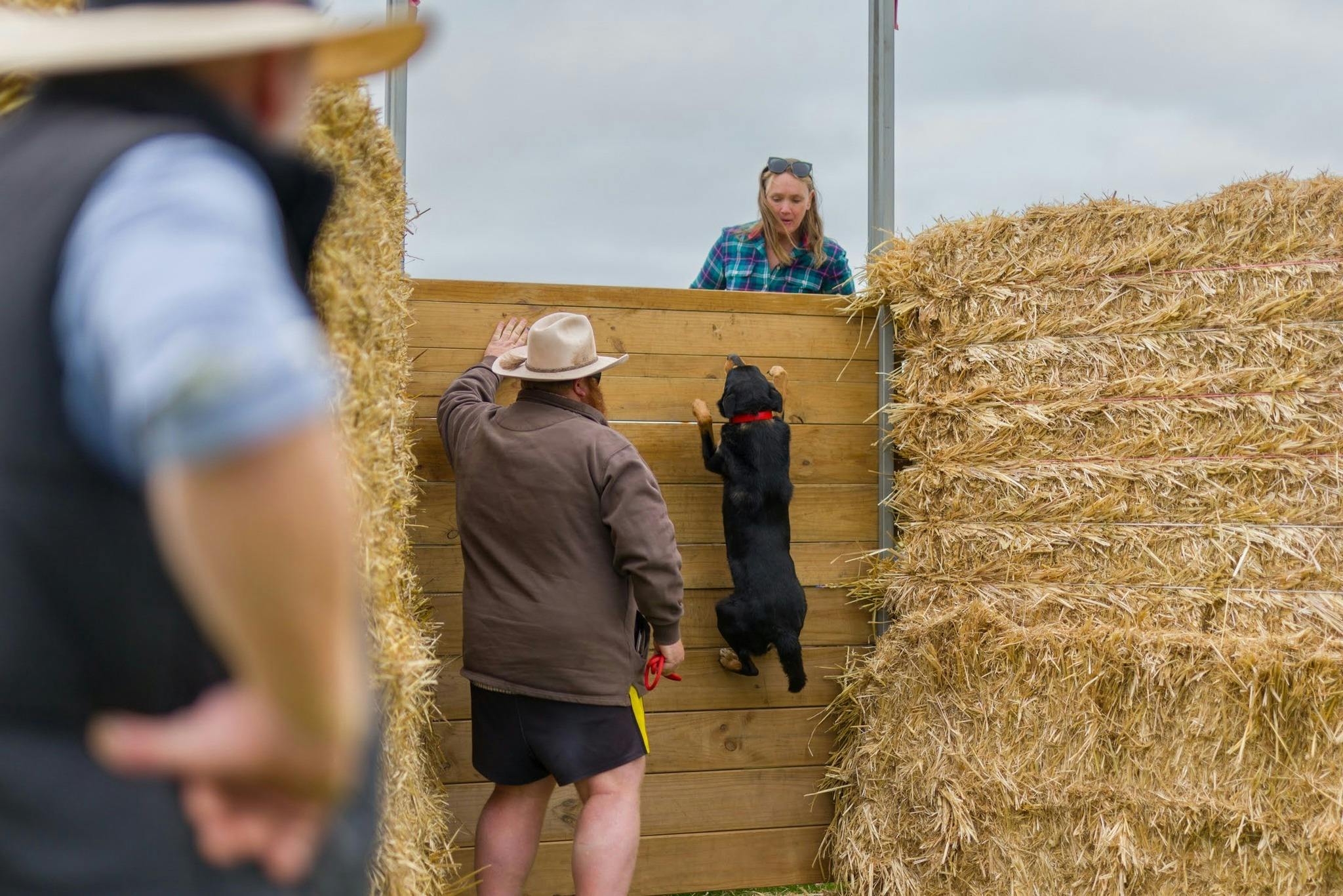 Dog jumping trials