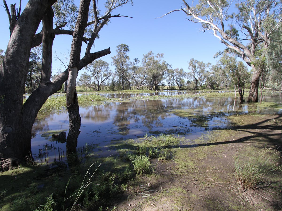 Caliguel Lagoon, Miles Caliguel Lagoon, Miles