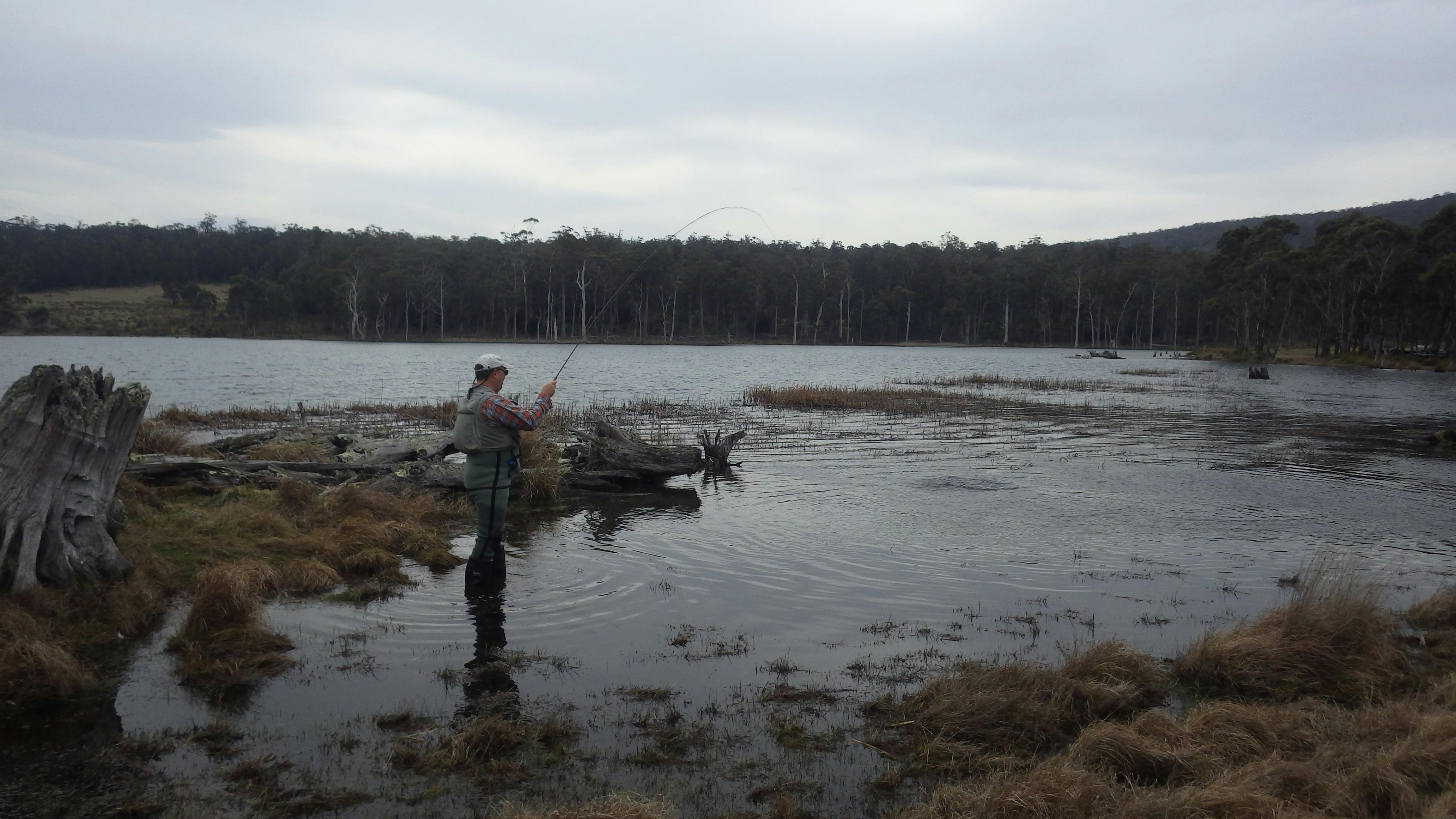 trout taking Tassie Fur fly pattern in shallow waters