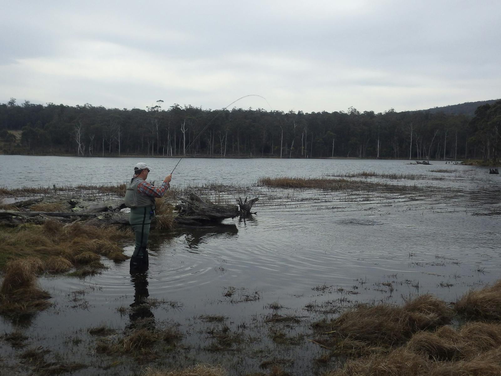 trout taking Tassie Fur fly pattern in shallow waters