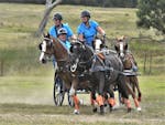 Two people standing and one sitting in a racing carriage being pulled by 4 brown horses