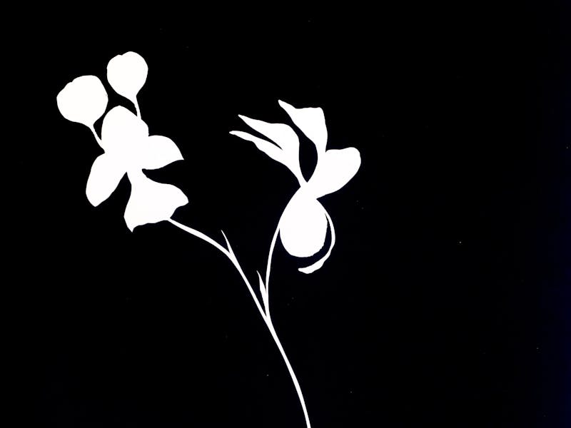 Boyd River Buttercup Double tail Orchid 2018, mono print, 77 x 57cm.