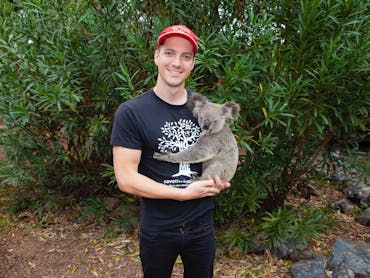 Koala Koala