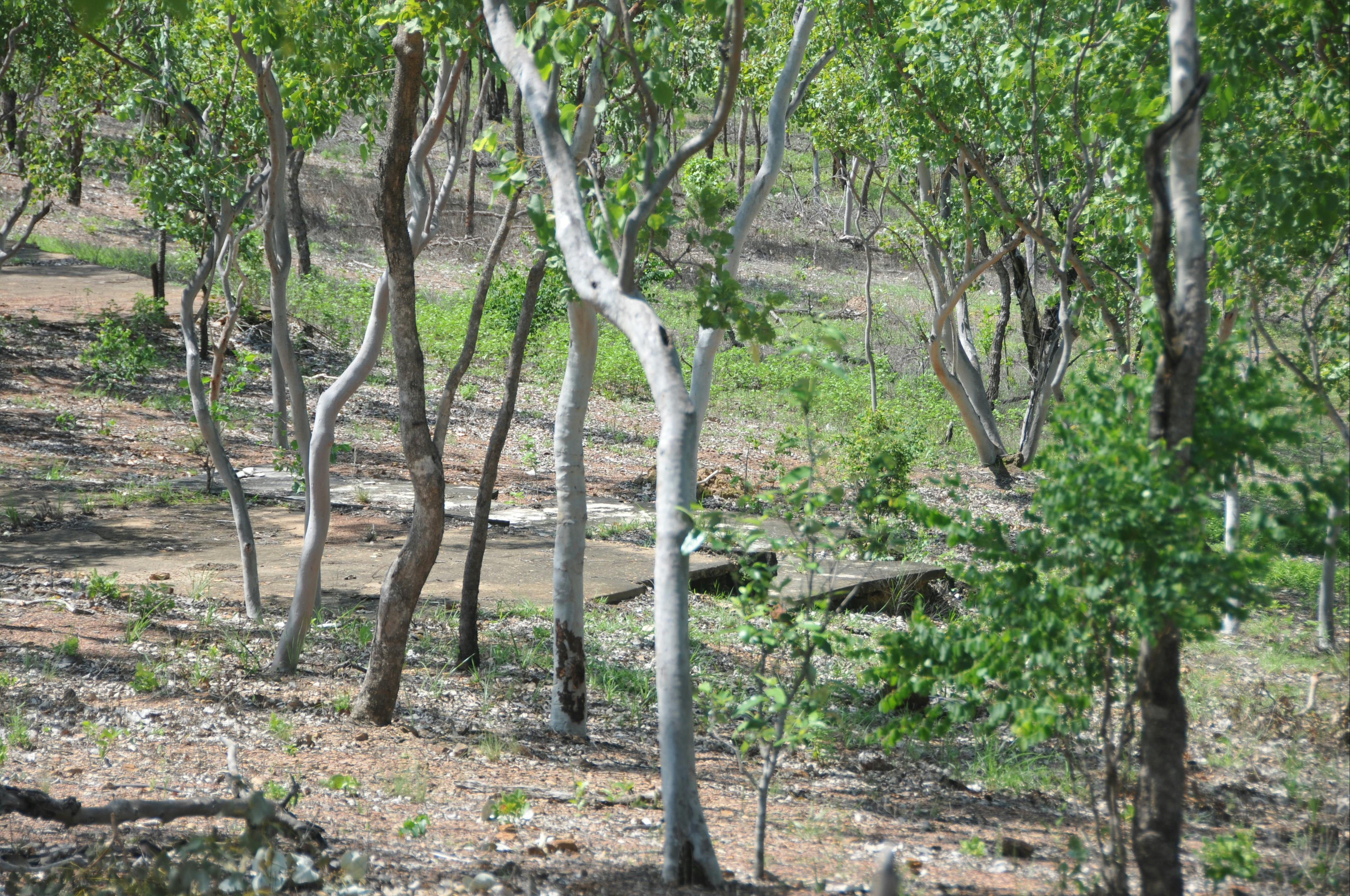 Concrete floor slabs within the camp area.