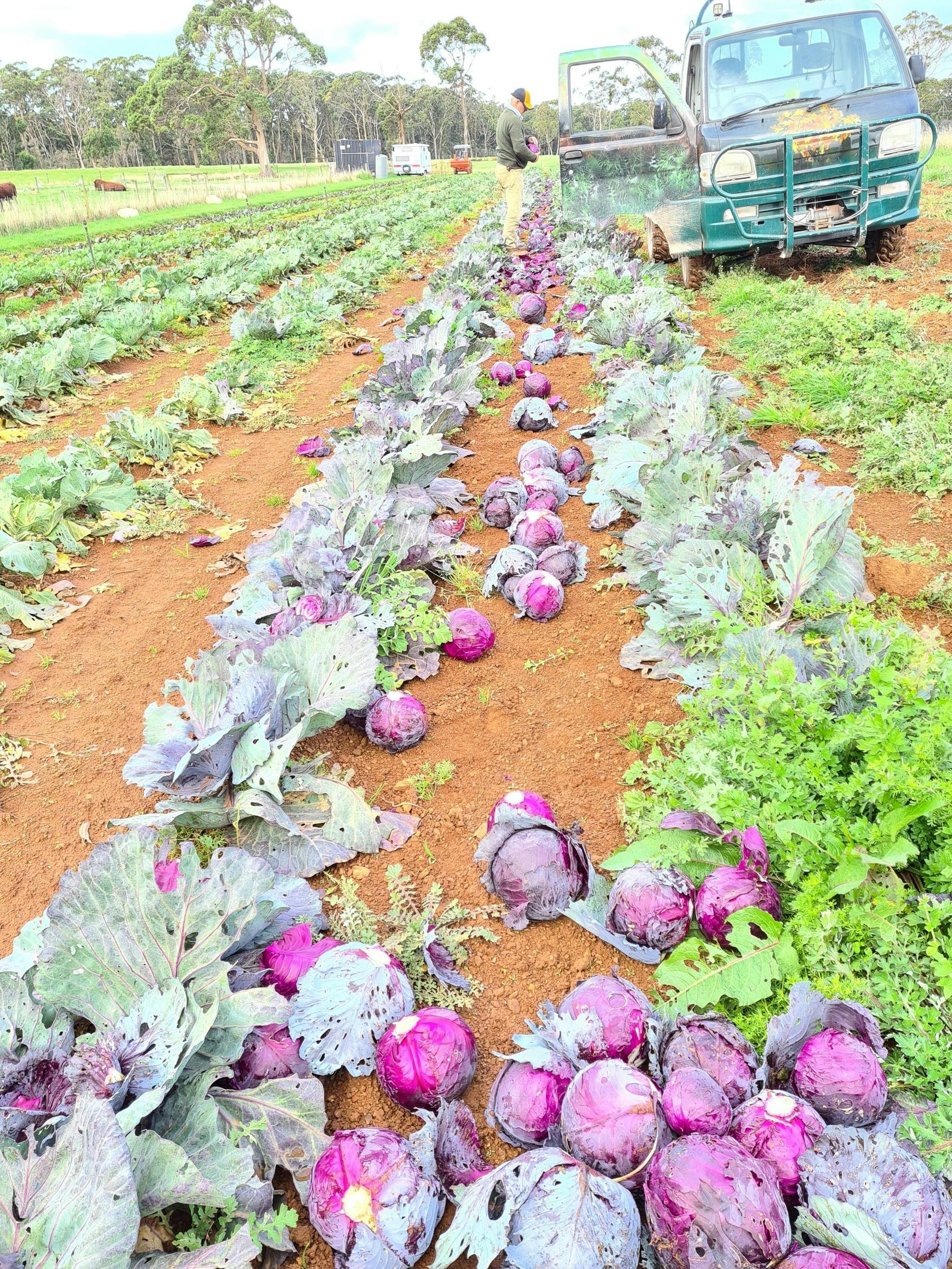 Harvest red cabbages