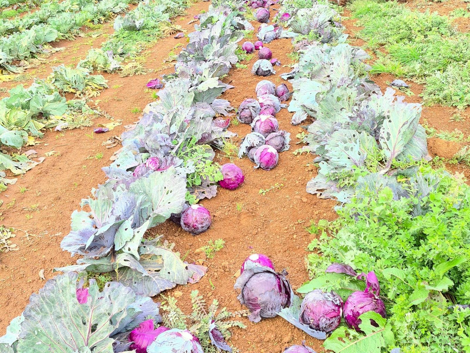 Harvest red cabbages