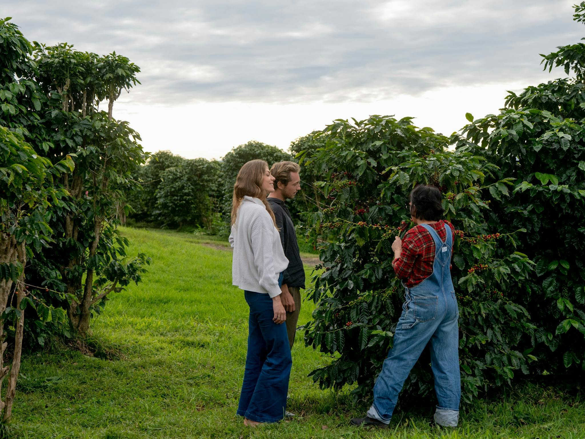 Zentveld's Coffee Farm and Roastery, Newrybar