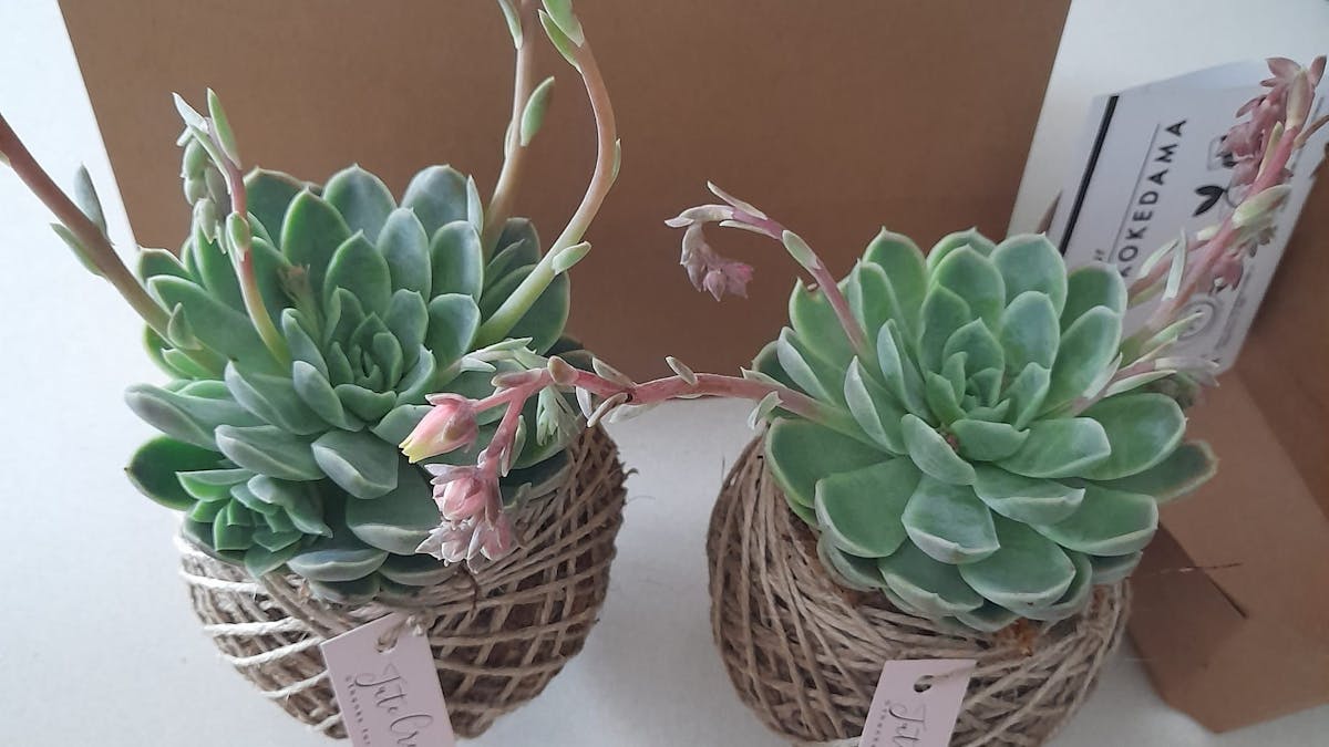 Cotton Tree Markets Maroochydore Cotton Tree Markets Maroochydore