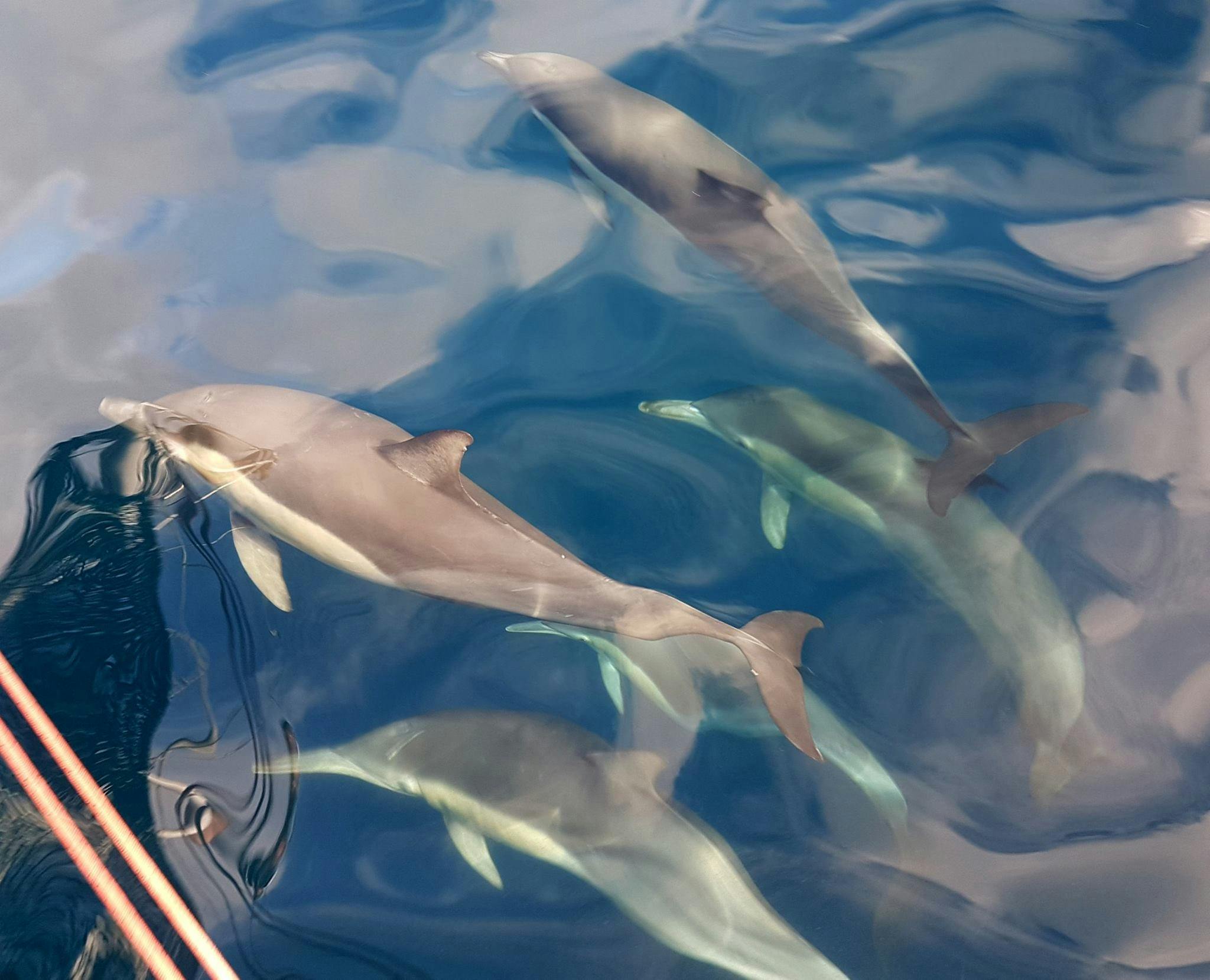 Photos of the dolphins can often turn into works of art, depending on the water on the day.