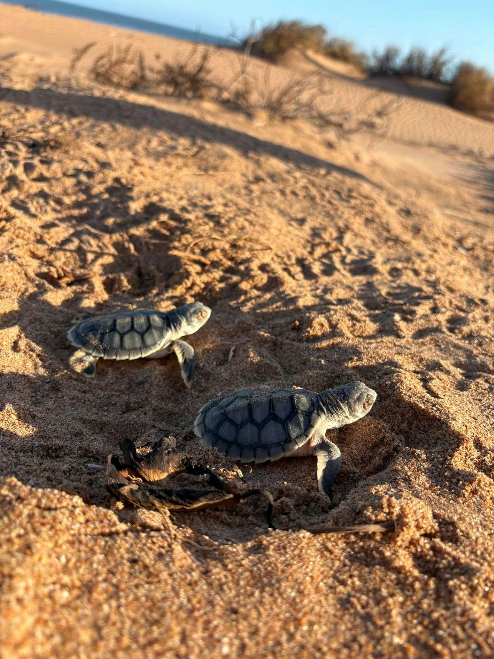Flatback Turtle Nesting and Hatching Port Hedland
