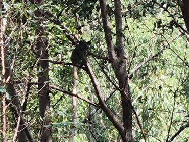 Koala in tree Koala in tree