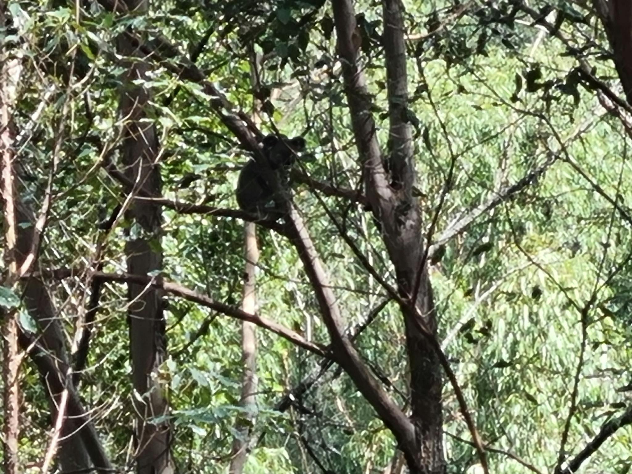 Koala in tree Koala in tree