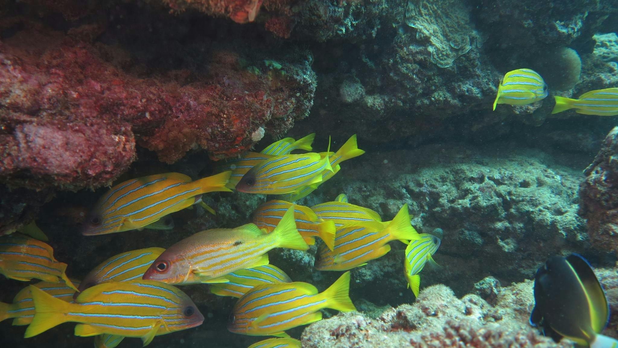 Ningaloo