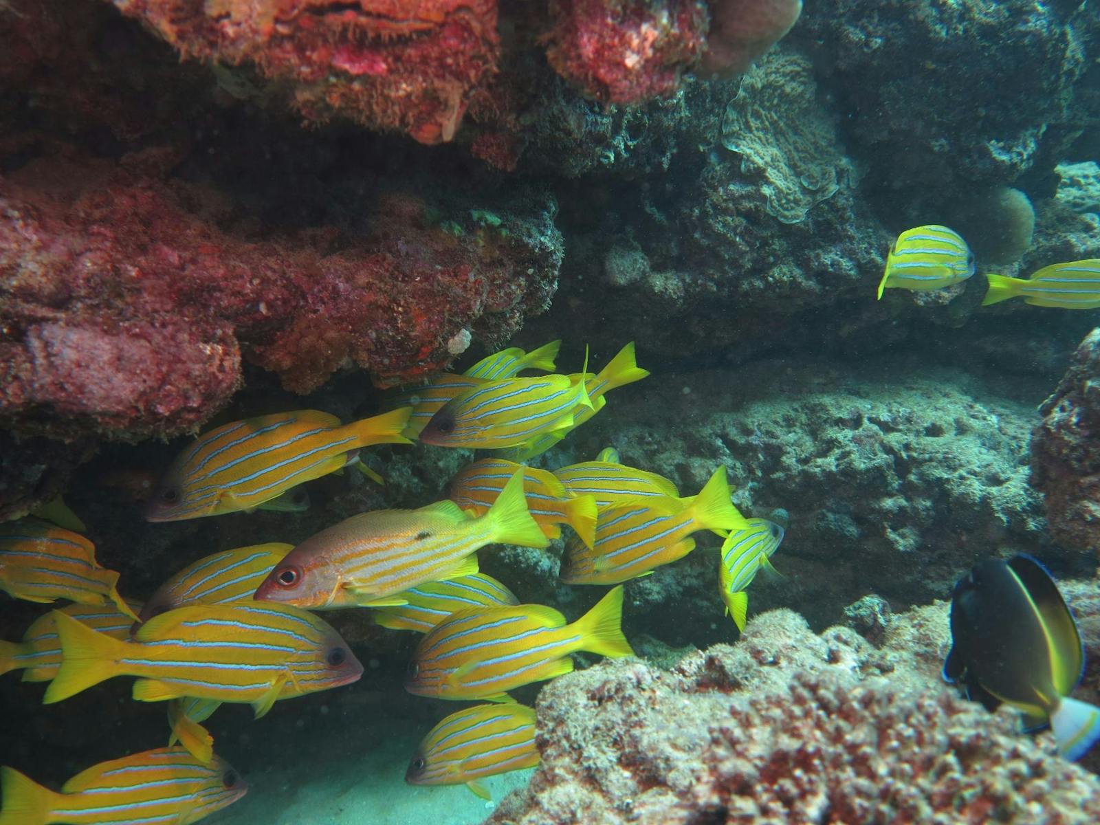 Ningaloo