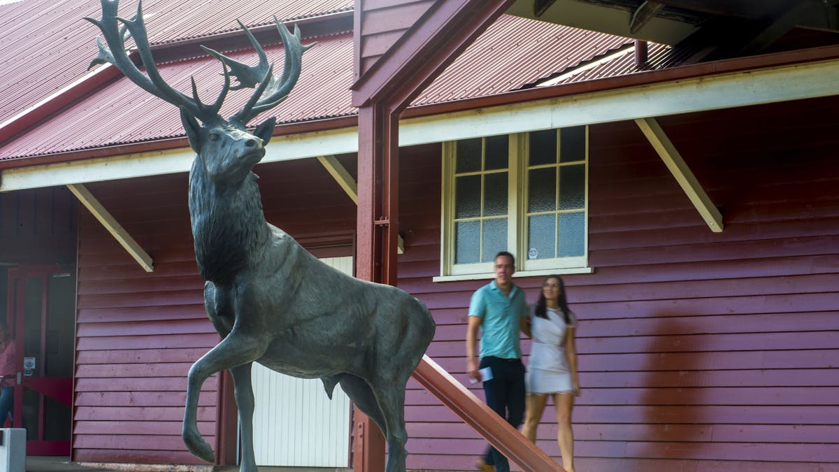 Toogoolawah - Somerset Regional Art Gallery - Red Deer