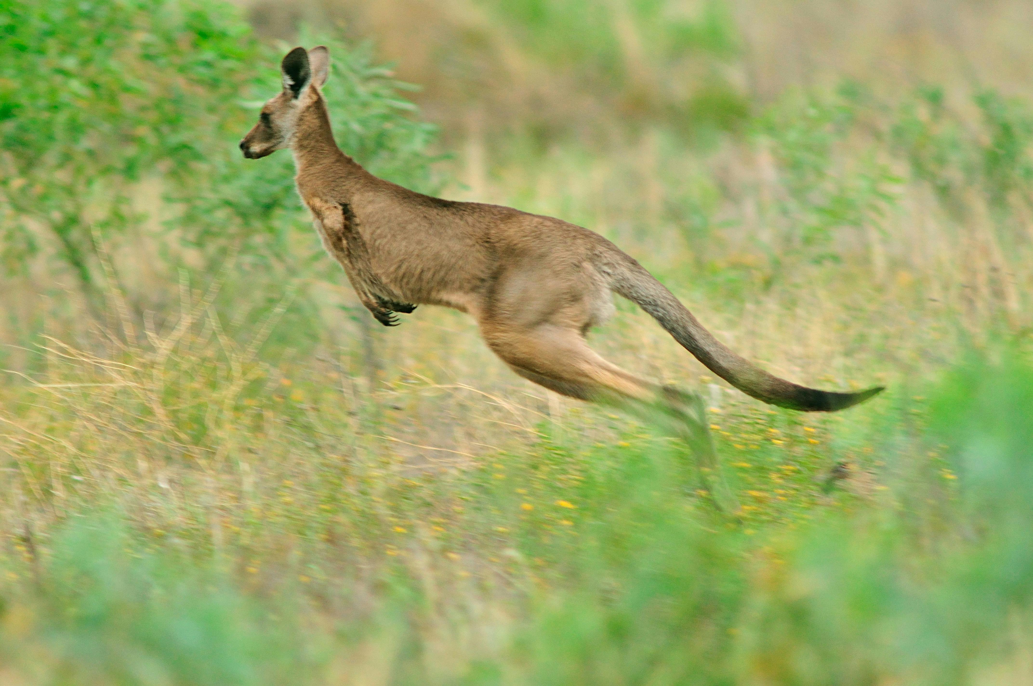 Western grey kangaroo in open grassland/shrubland on Bowra Wildlife Sanctuary, southwest Queensland.